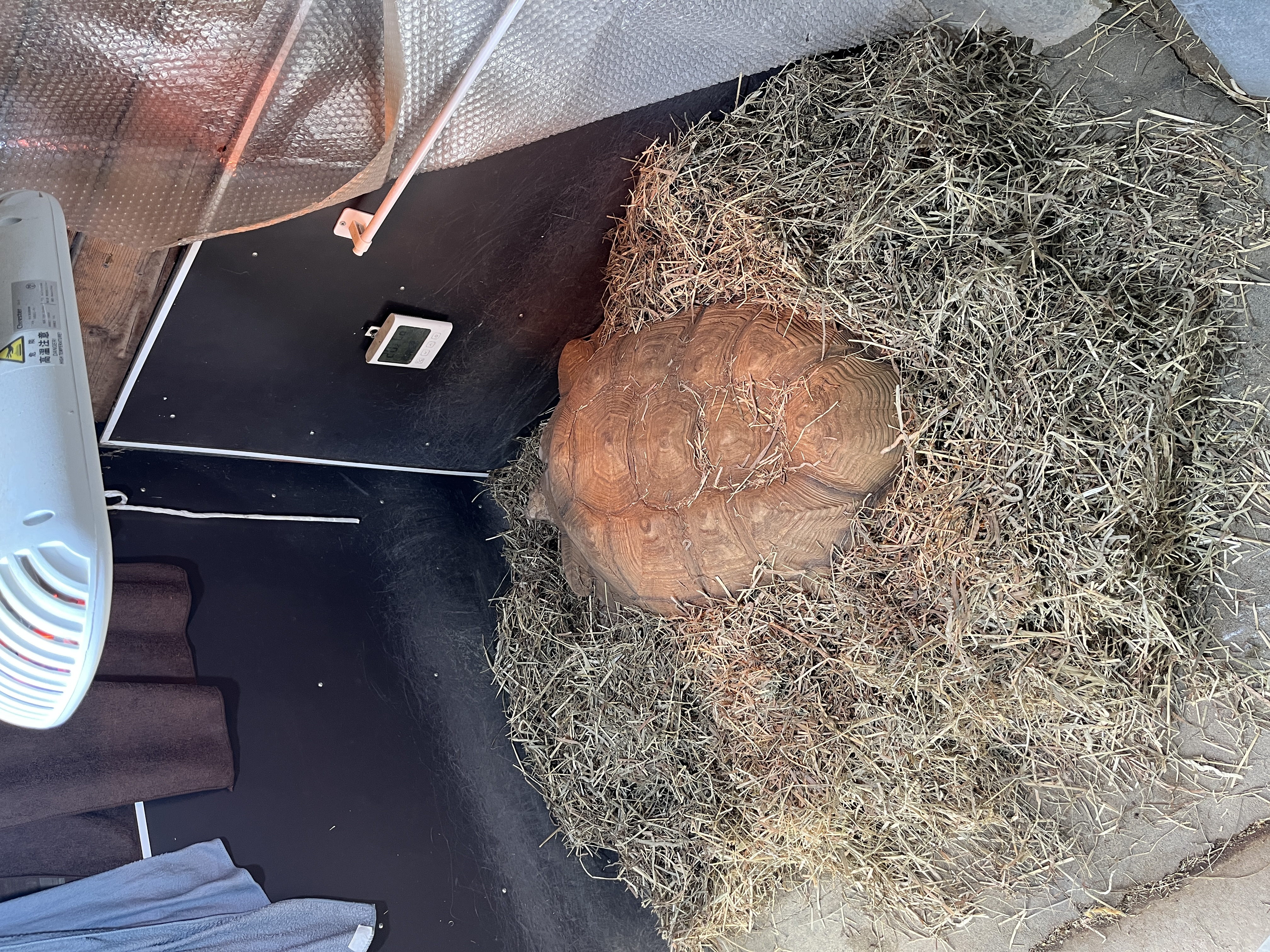 画像:温室内のアンディくん