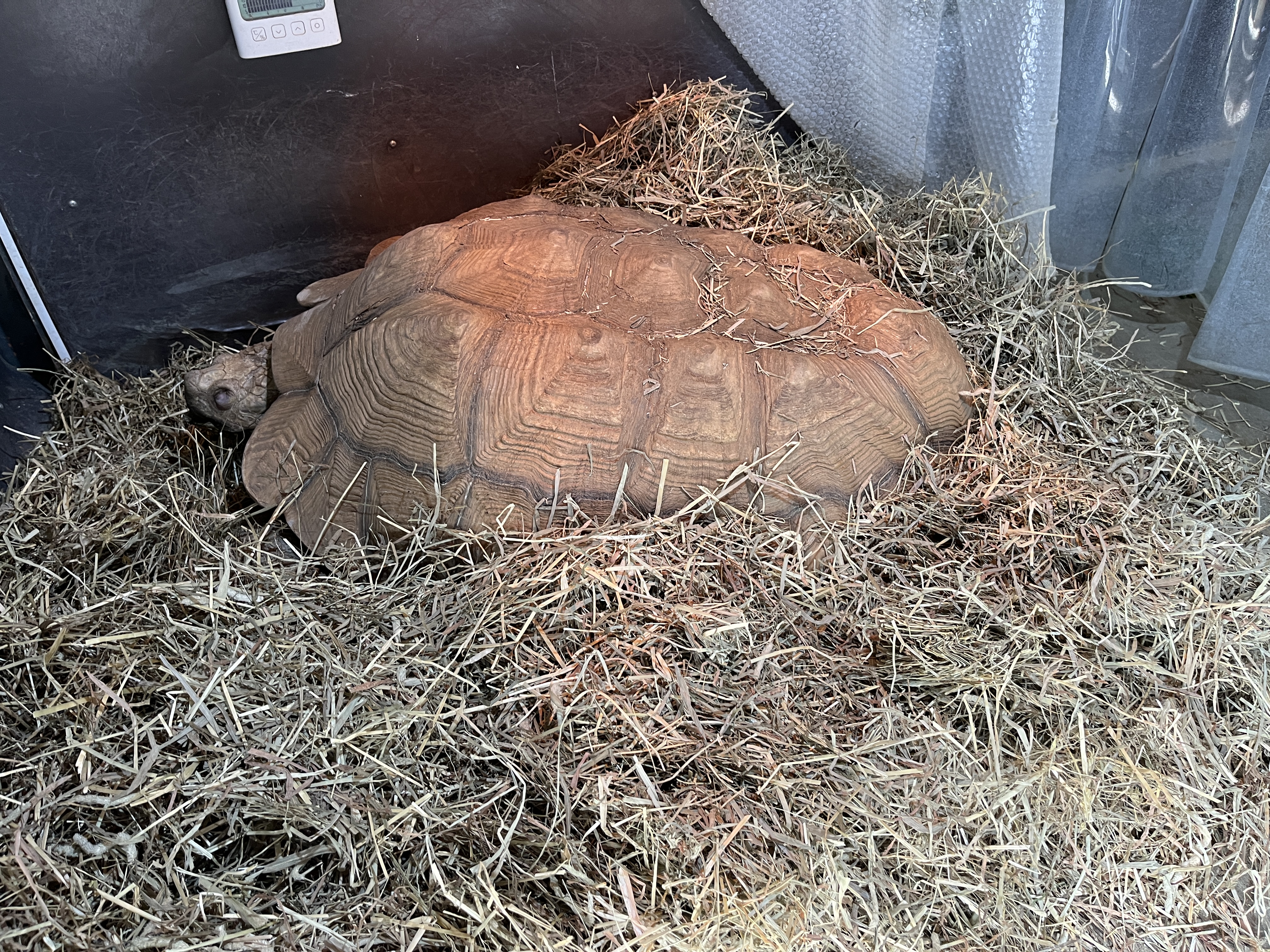 画像:乾草に囲まれれているアンディくん