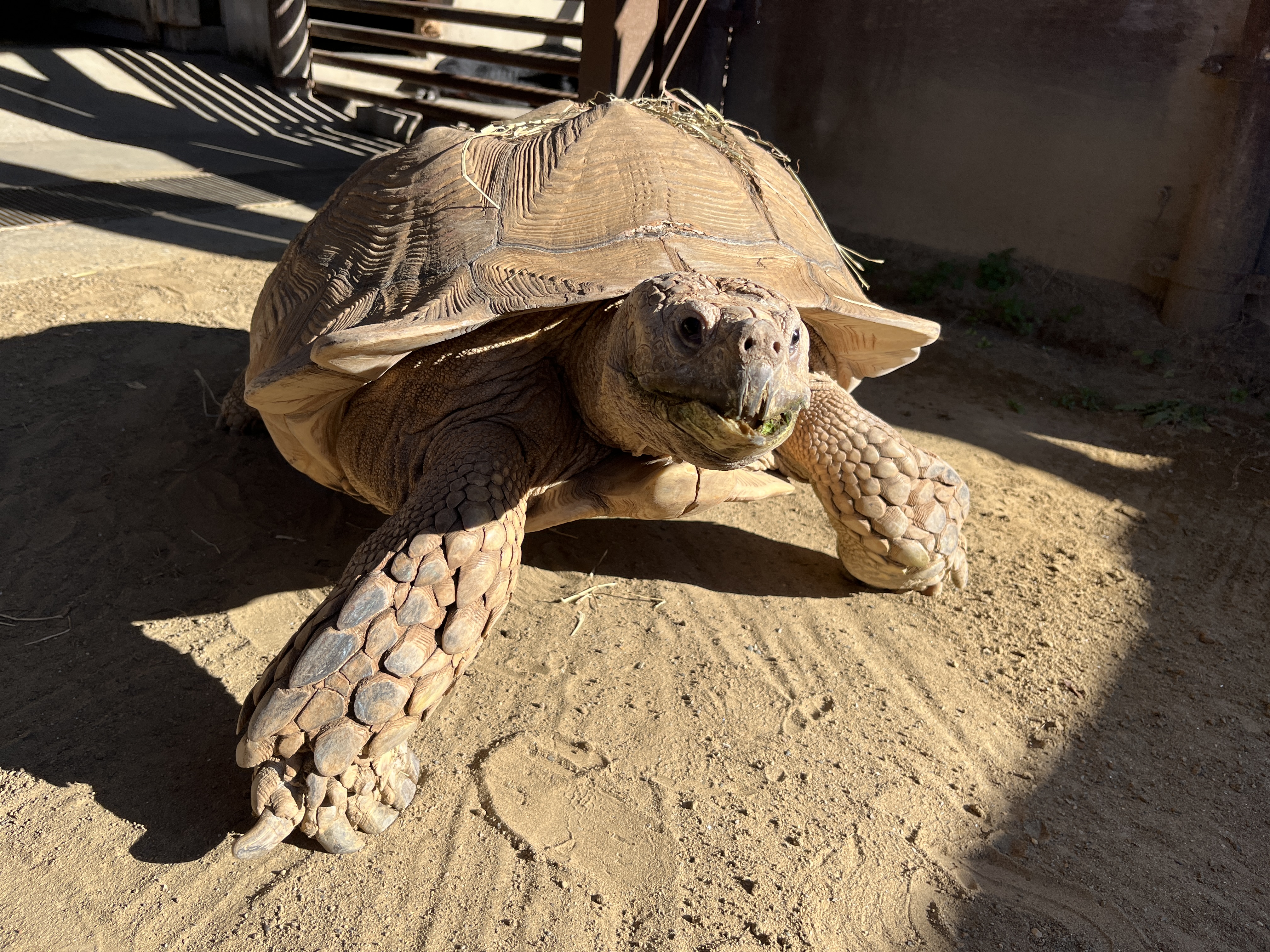 画像:放飼場にでたアンディくん