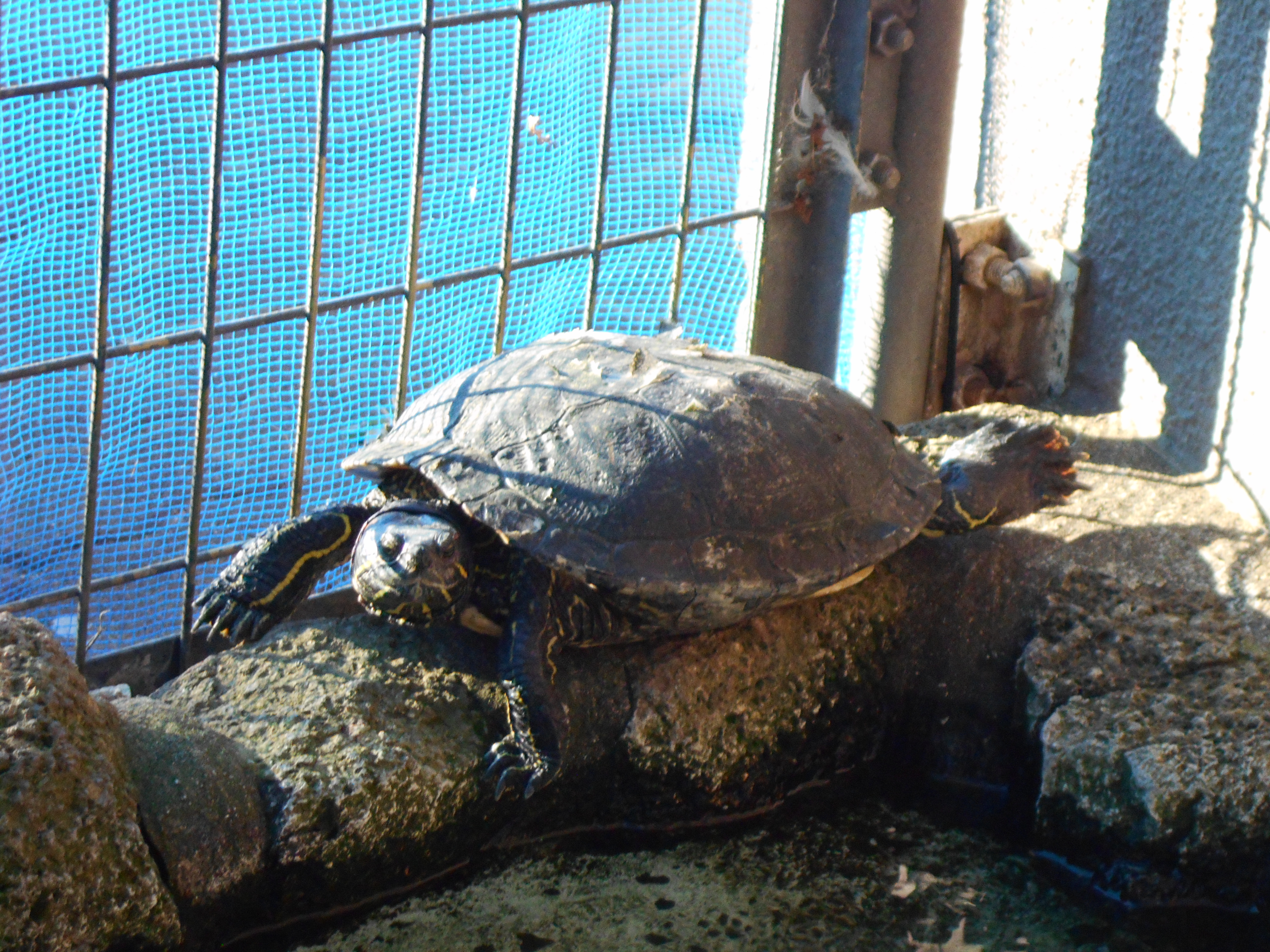 アカミミガメの写真1