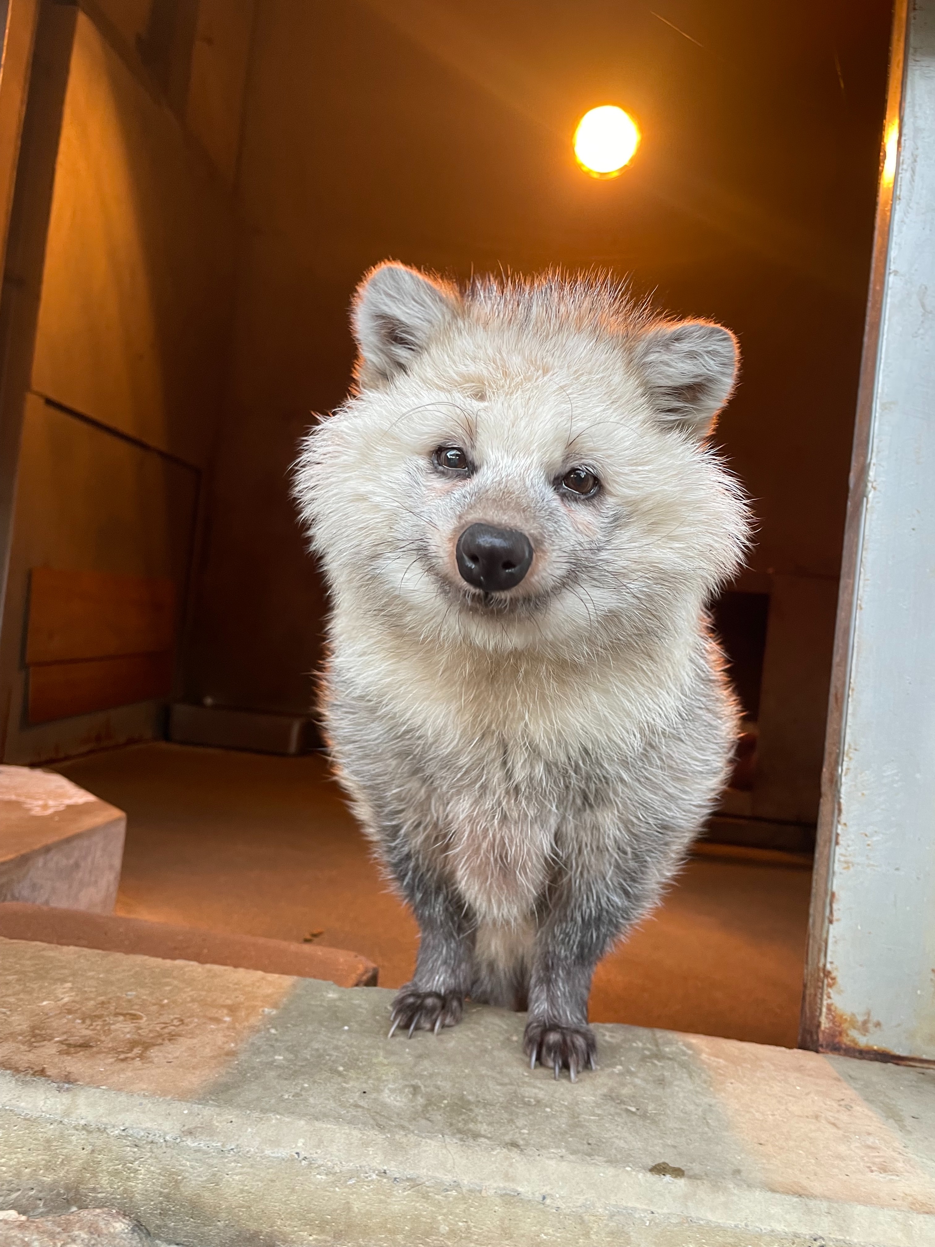 写真：タヌキの写真