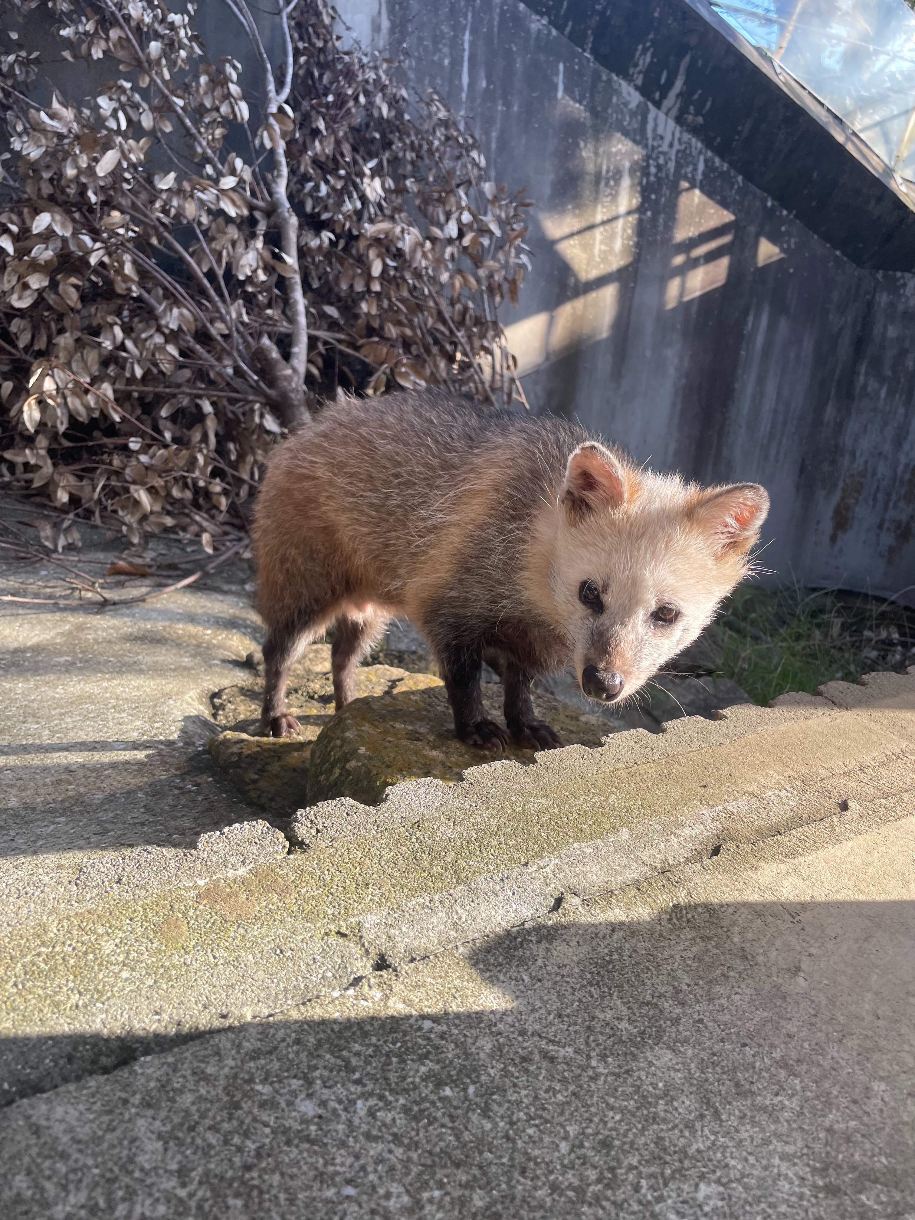 写真：夏のタヌキ