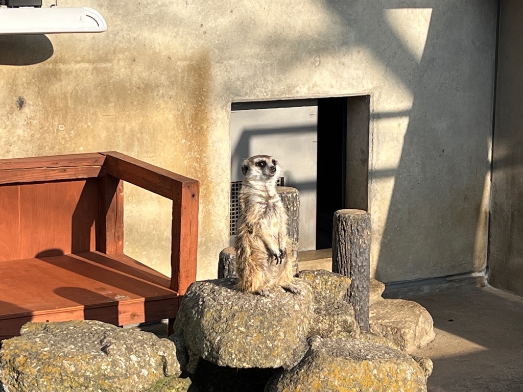 ミーアキャットの写真1