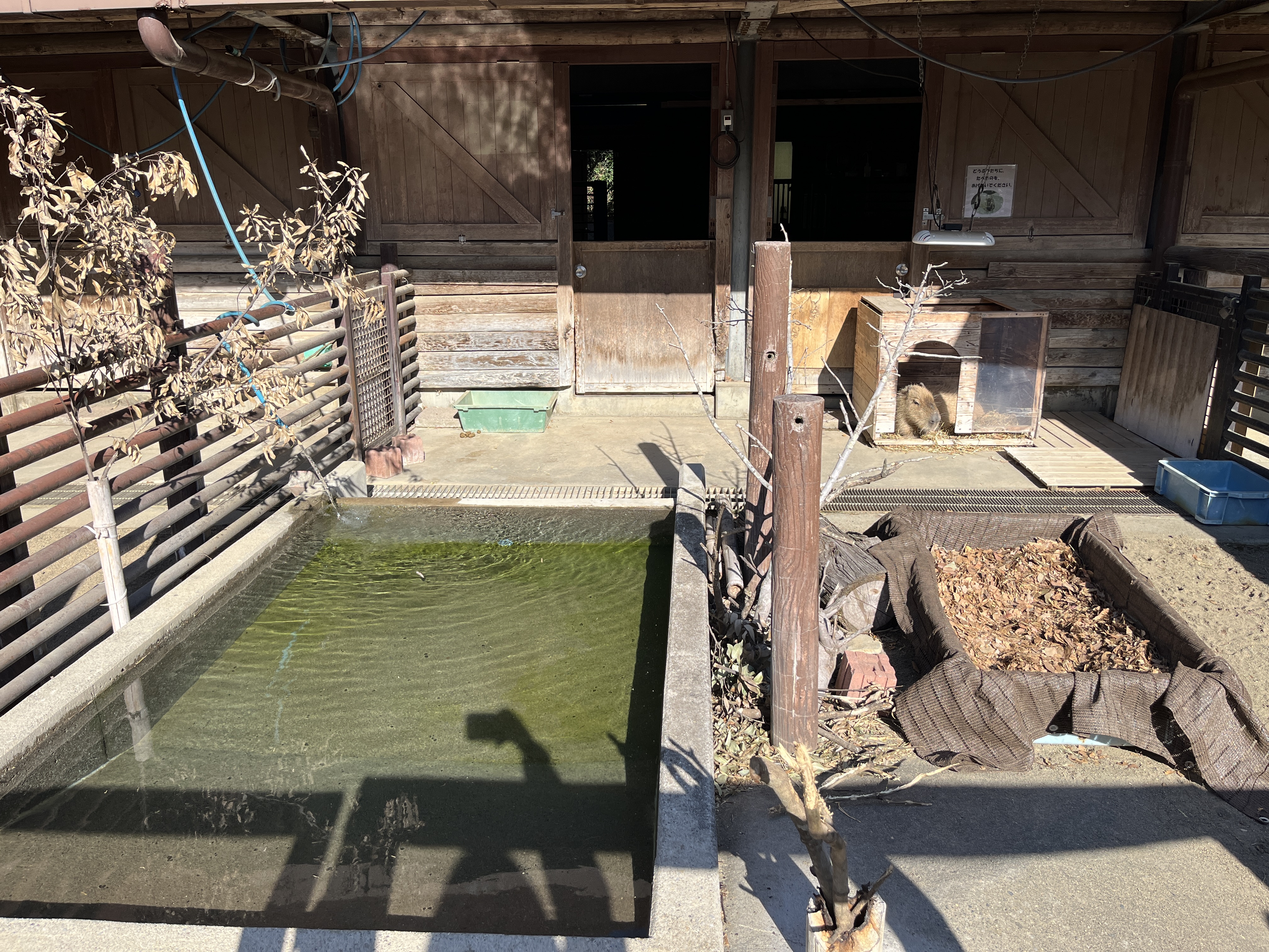 画像：カピバラの放飼場の写真1