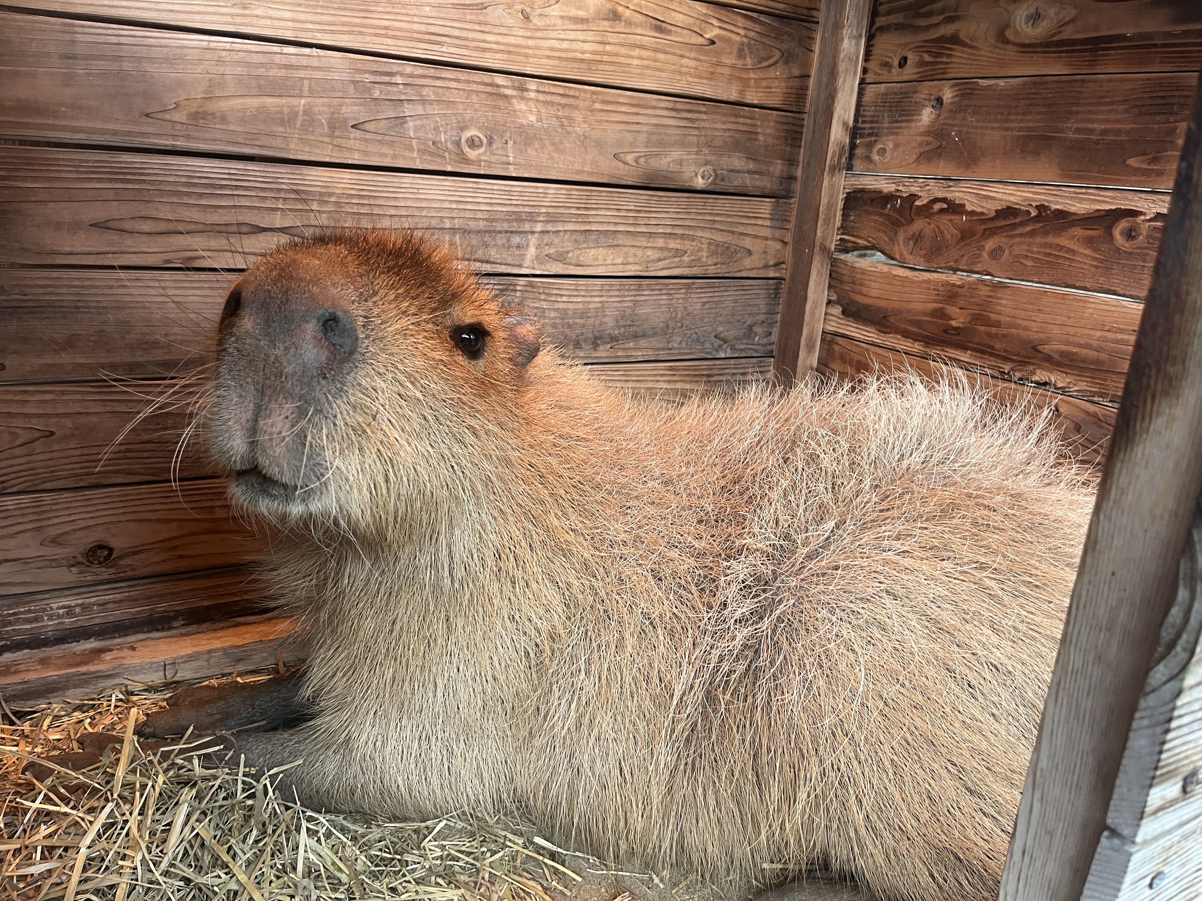 画像：小屋の中にいるカピバラの写真