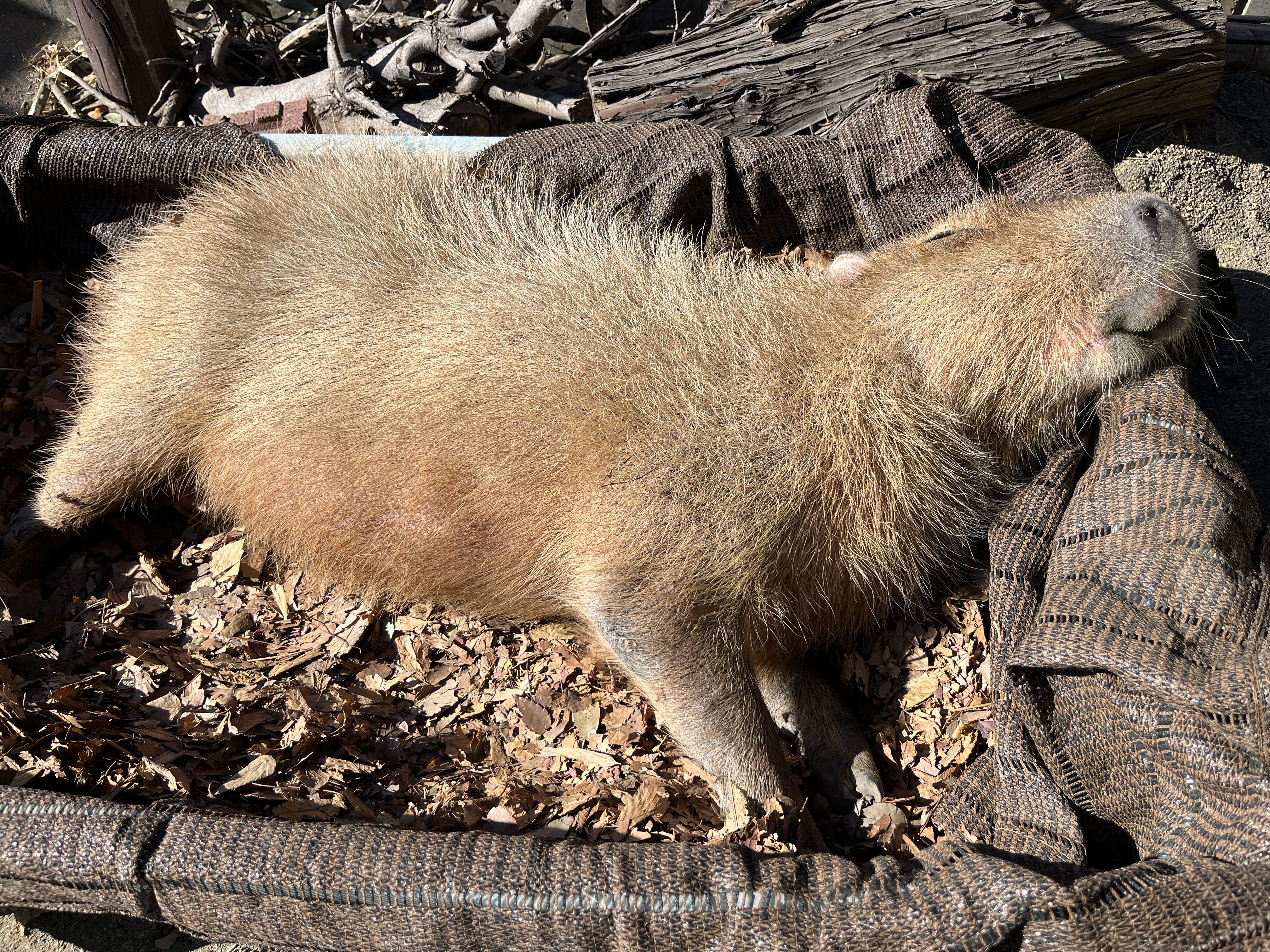 画像：落ち葉プールでくつろぐカピバラの写真