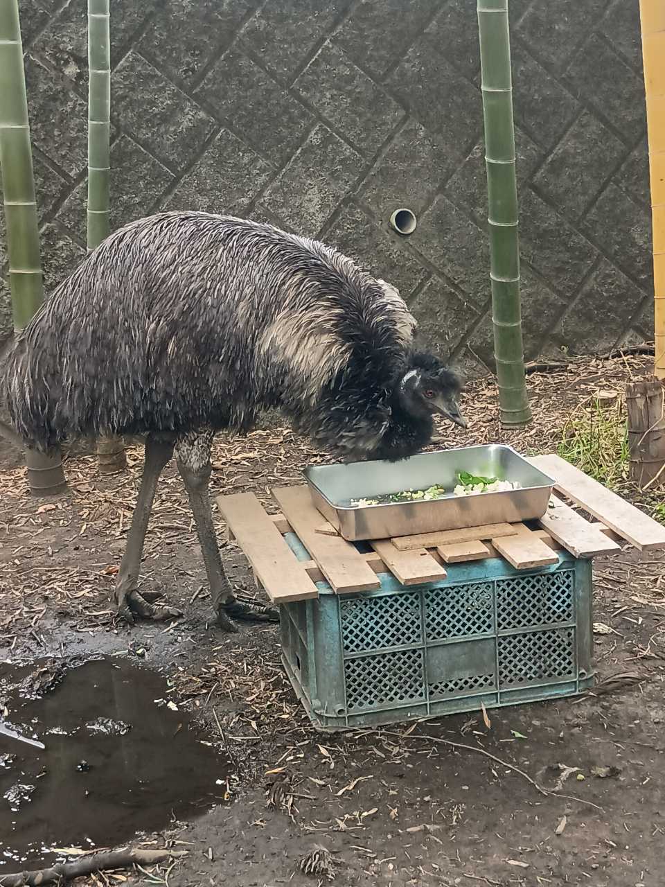 画像:1羽で餌を食べるエミューの写真
