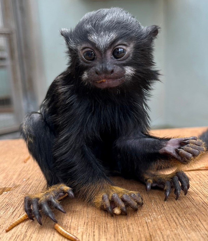 画像：ミルワームを食べているアカテタマリンの写真