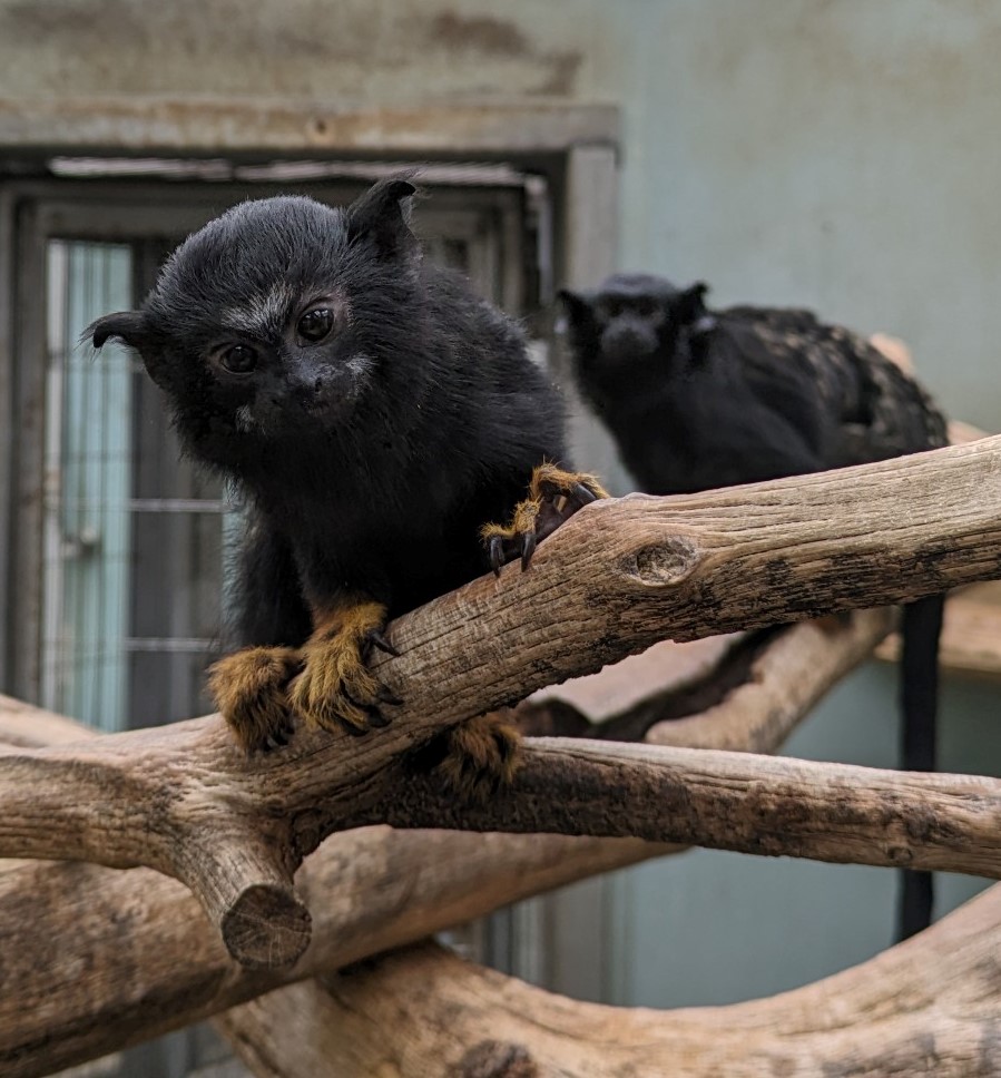 画像：生後約4か月のアカテタマリンの写真