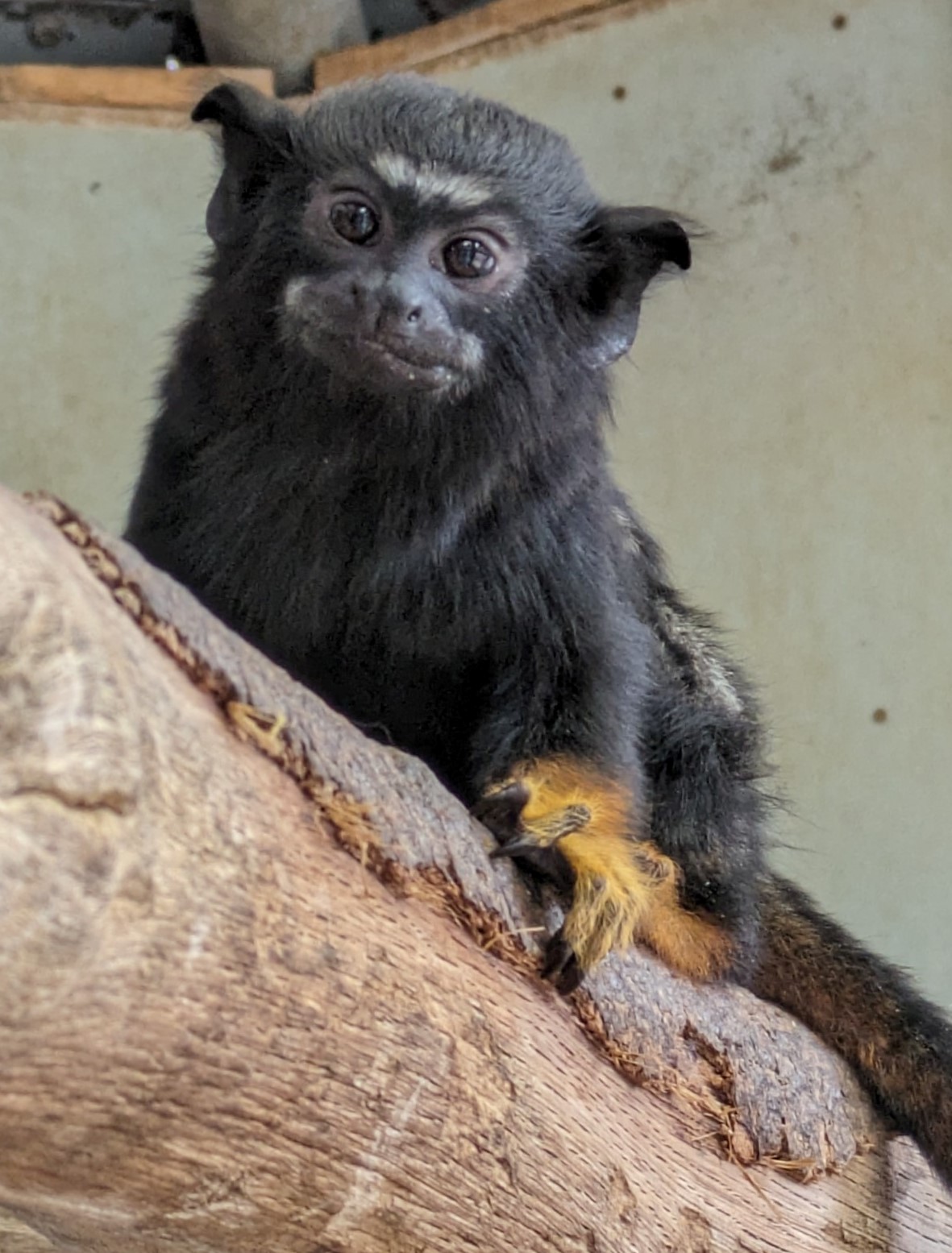 画像：生後約5か月のアカテタマリンの写真