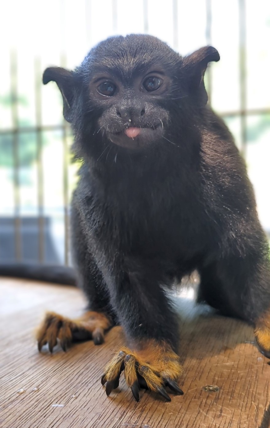 画像：生後約6か月のアカテタマリンの写真