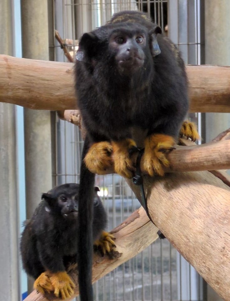 画像：2頭のアカテタマリンの写真