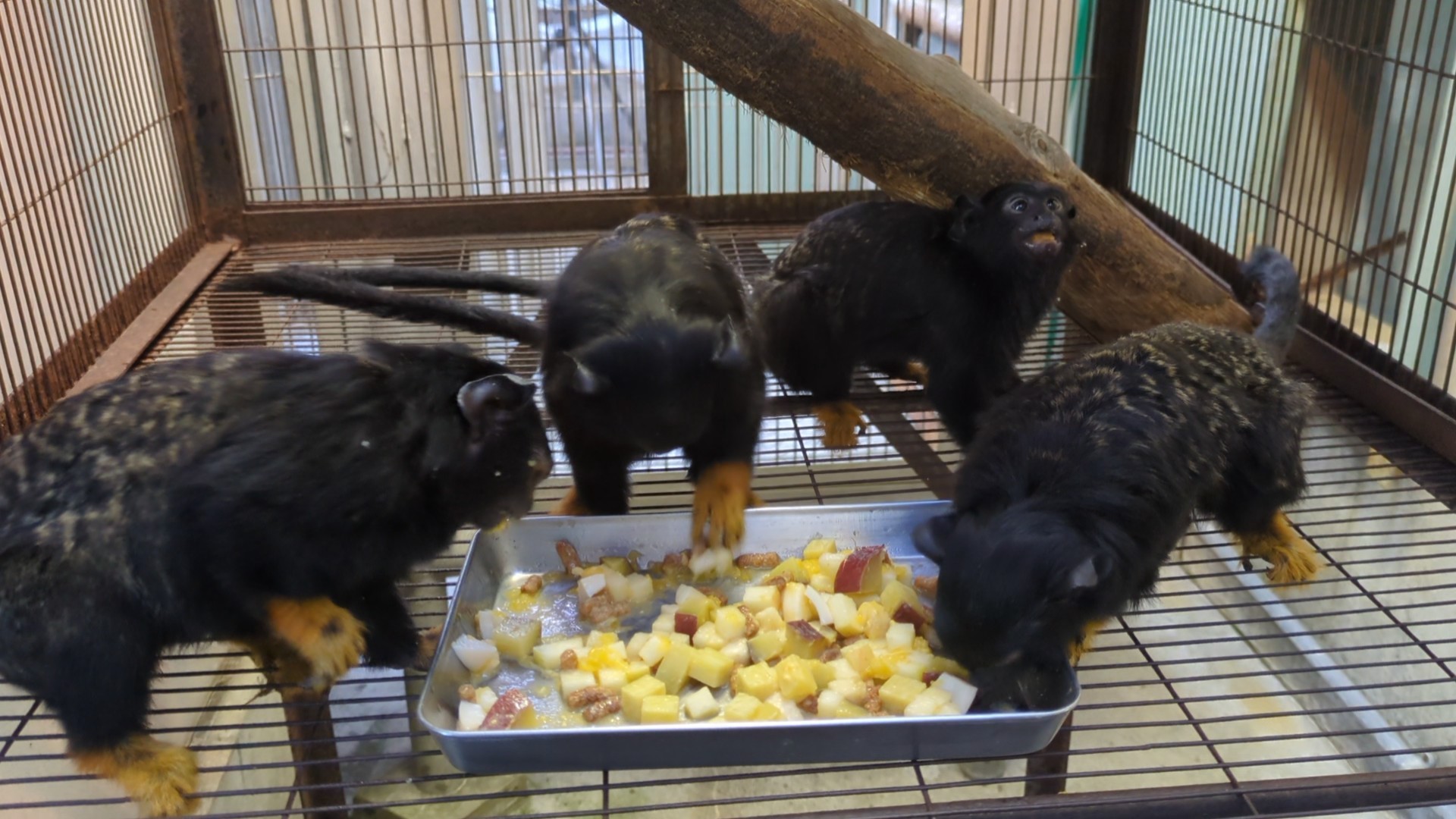 画像：家族の4頭で食事をしているアカテタマリンの写真