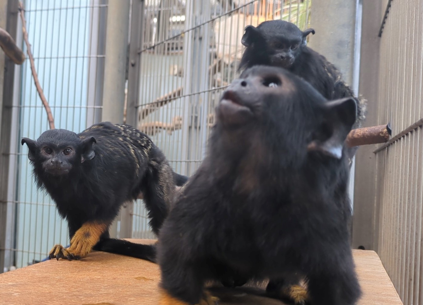 画像：3頭のアカテタマリンの写真