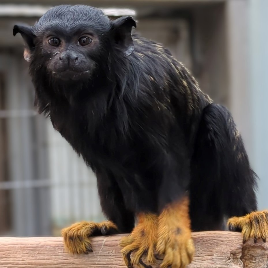 画像：生後約1年弱のアカテタマリンの写真
