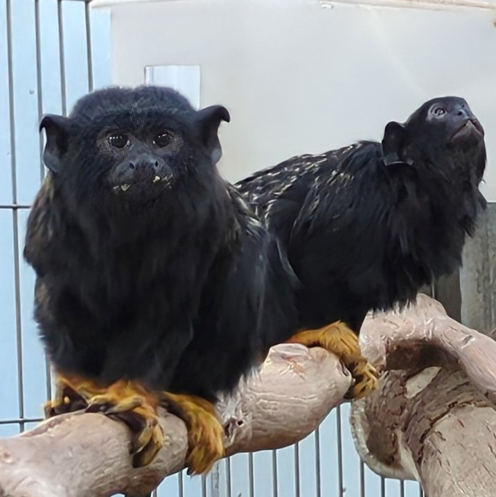 画像：2頭のアカテタマリンの写真