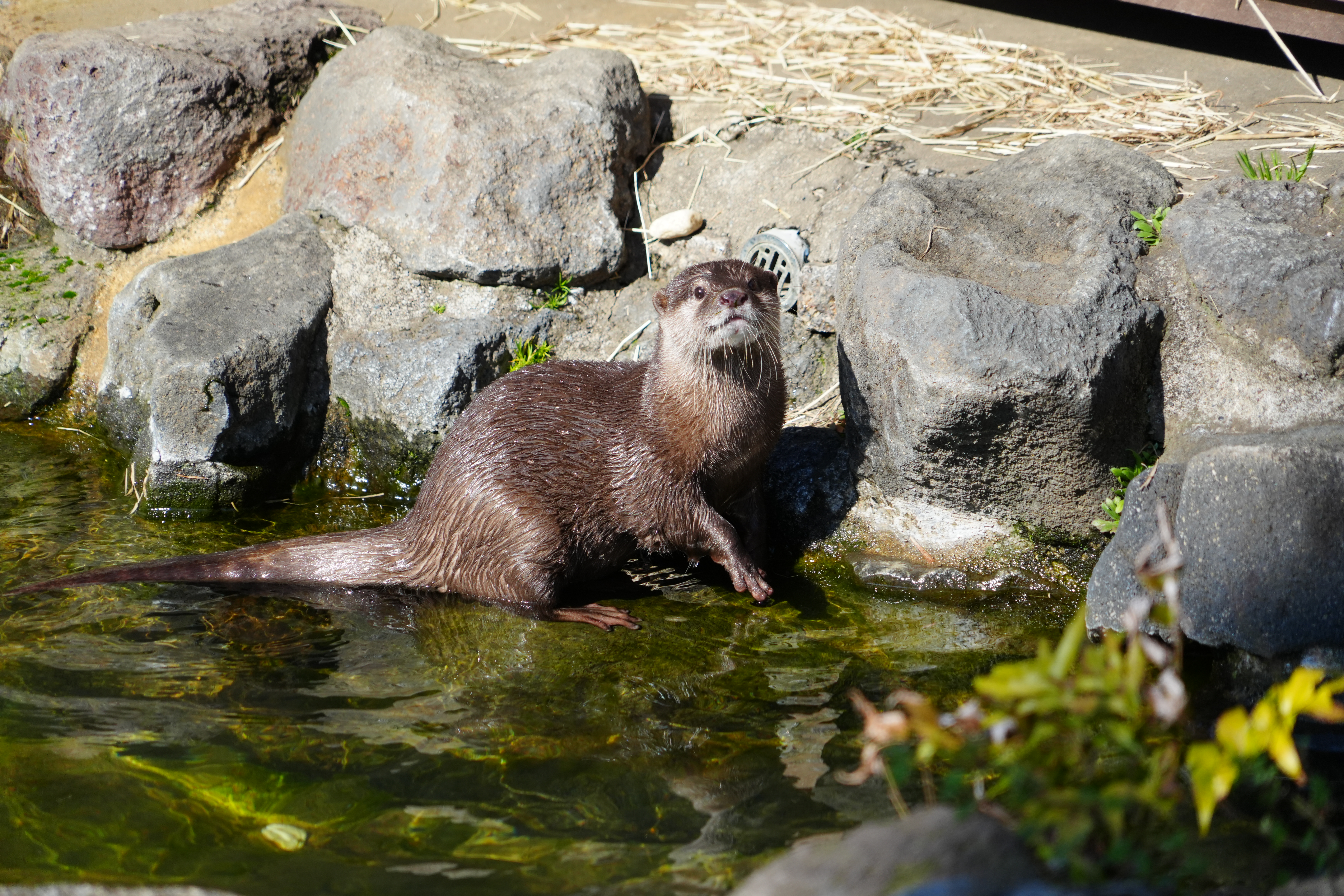 写真：コツメカワウソ