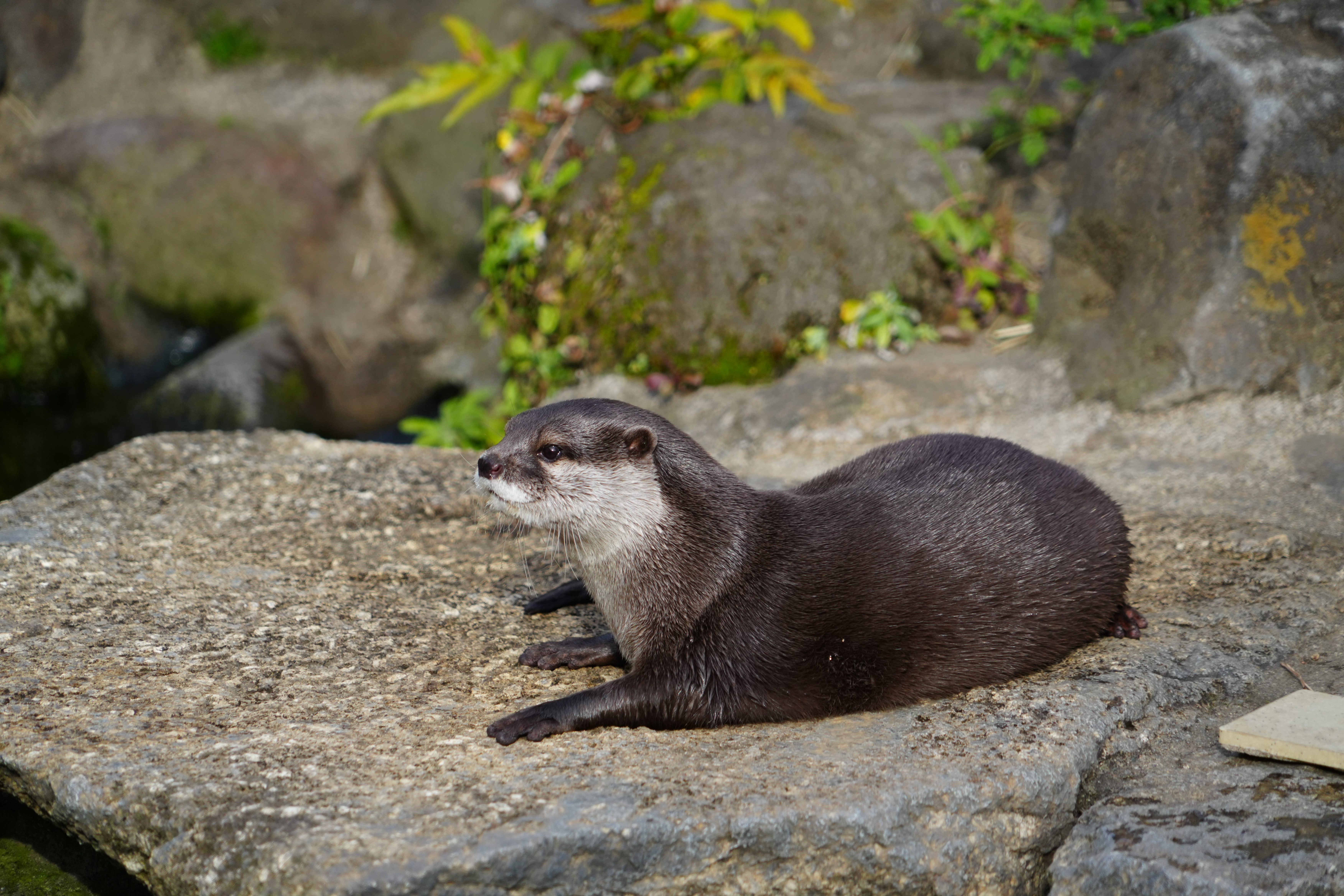 写真：コツメカワウソ