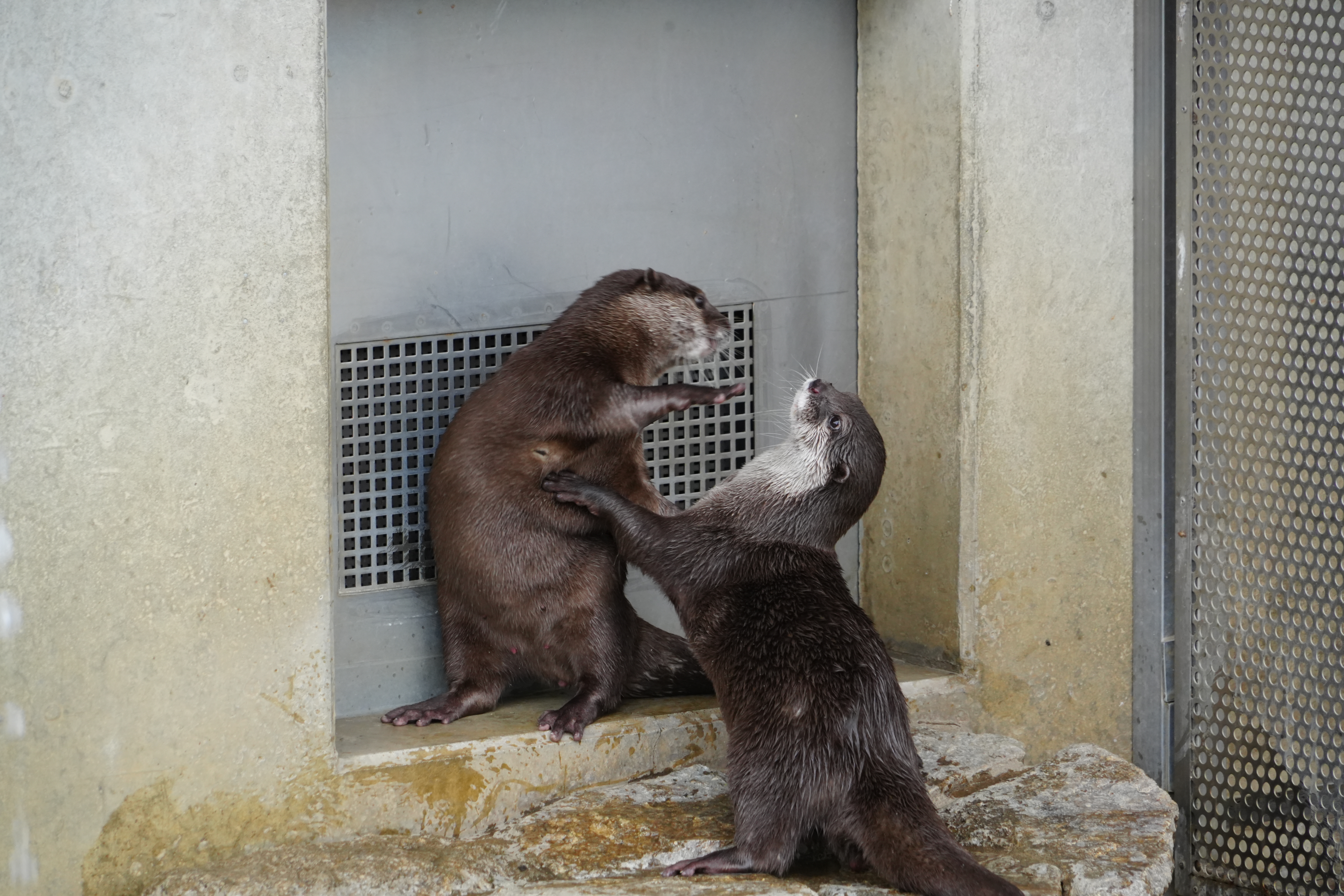 画像：じゃれあうコツメカワウソ