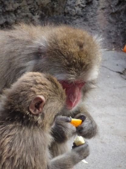 ニホンザルの写真2