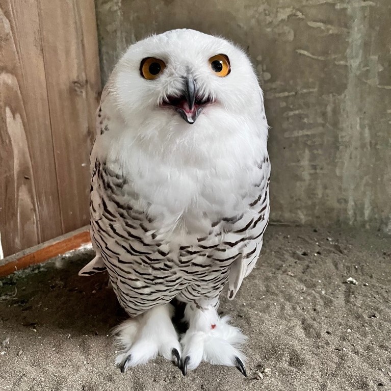 画像：換羽後のシロフクロウの写真