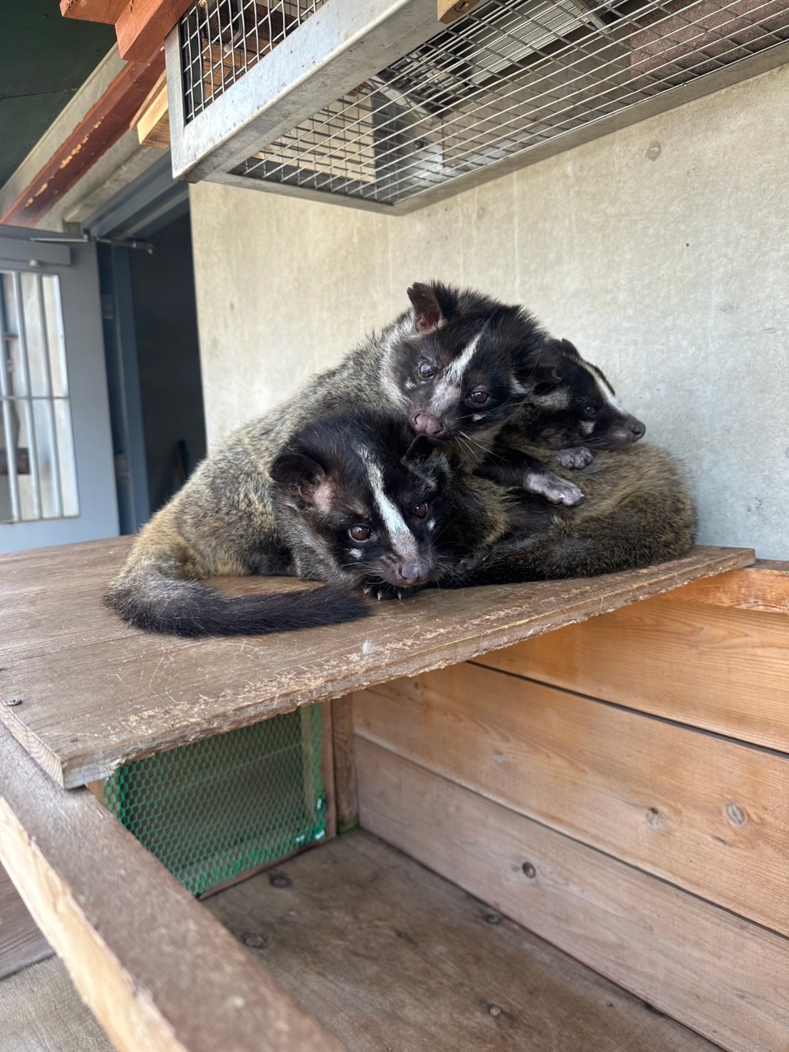 画像：ハクビシンの固まって寝る画像