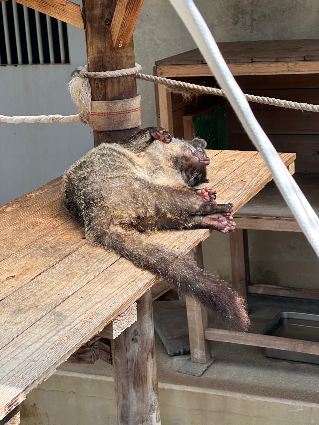 画像：ハクビシンへそ天の画像