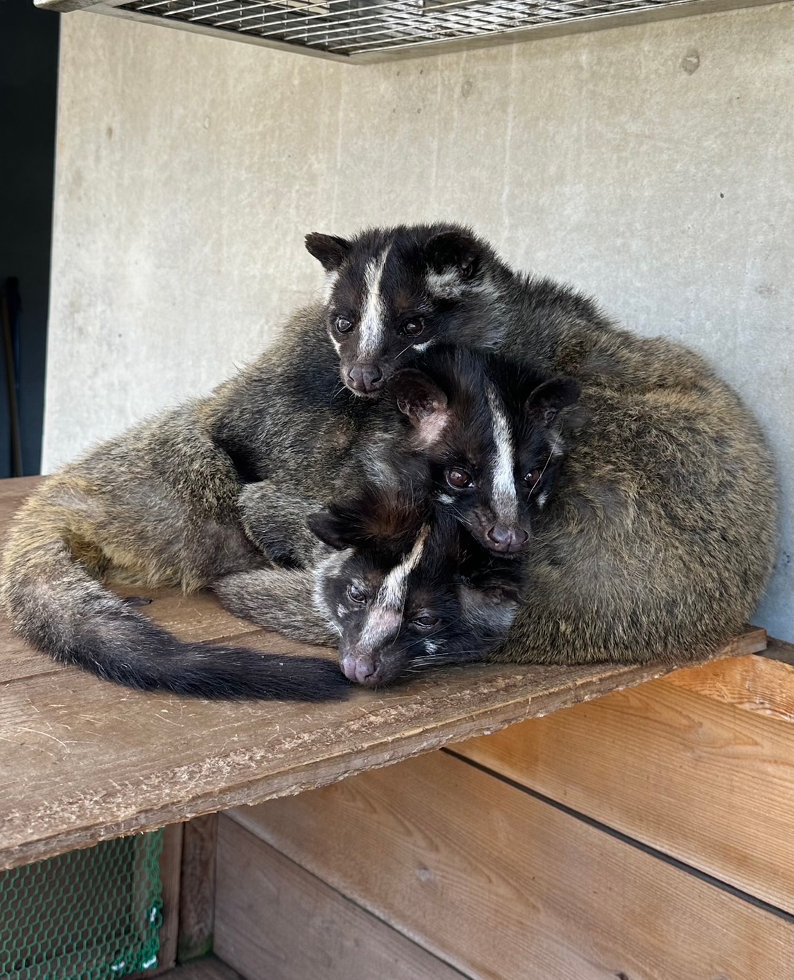 画像：ハクビシン3段で寝る画像