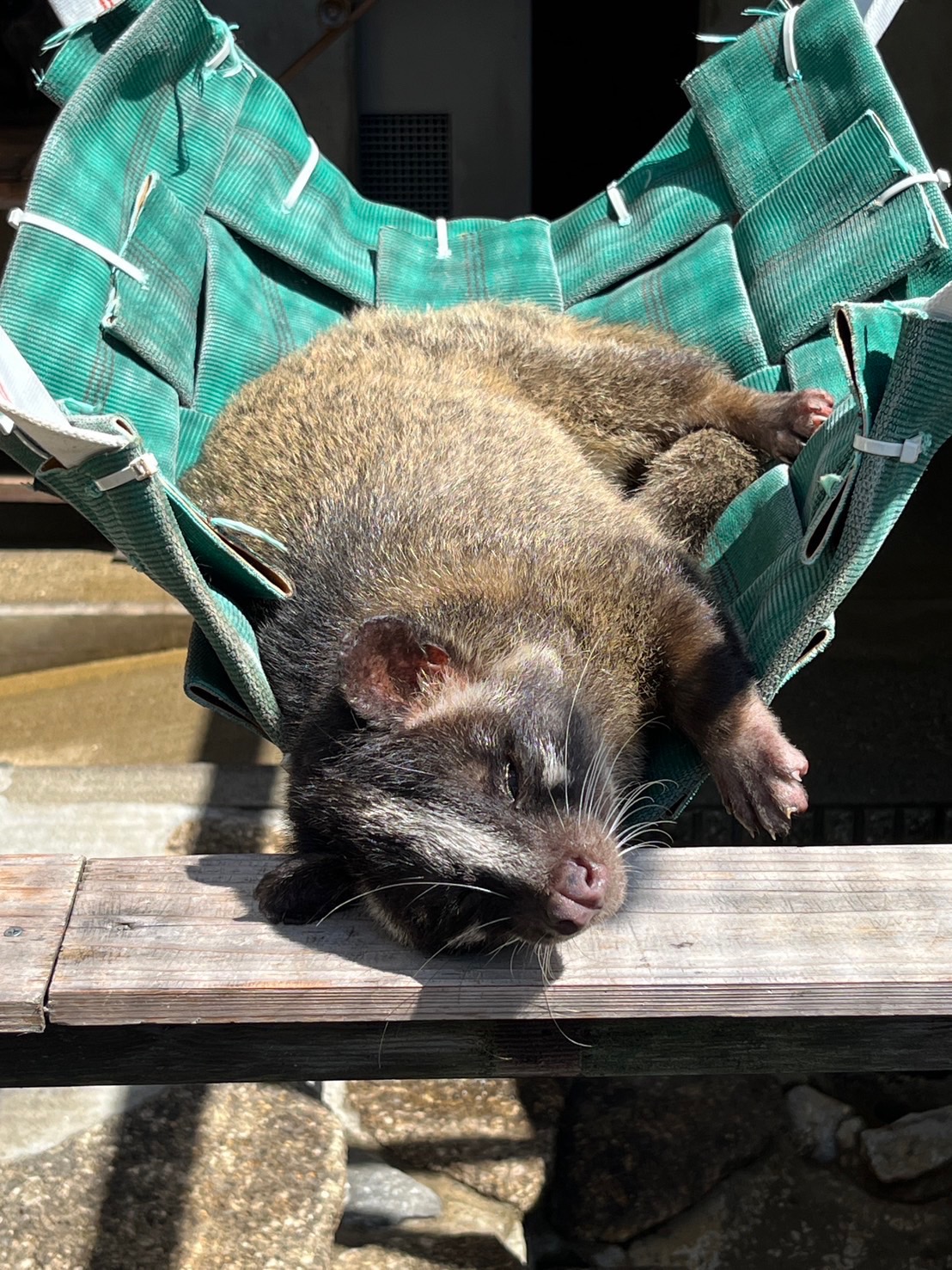 画像：ハンモックで寝るハクビシンの画像