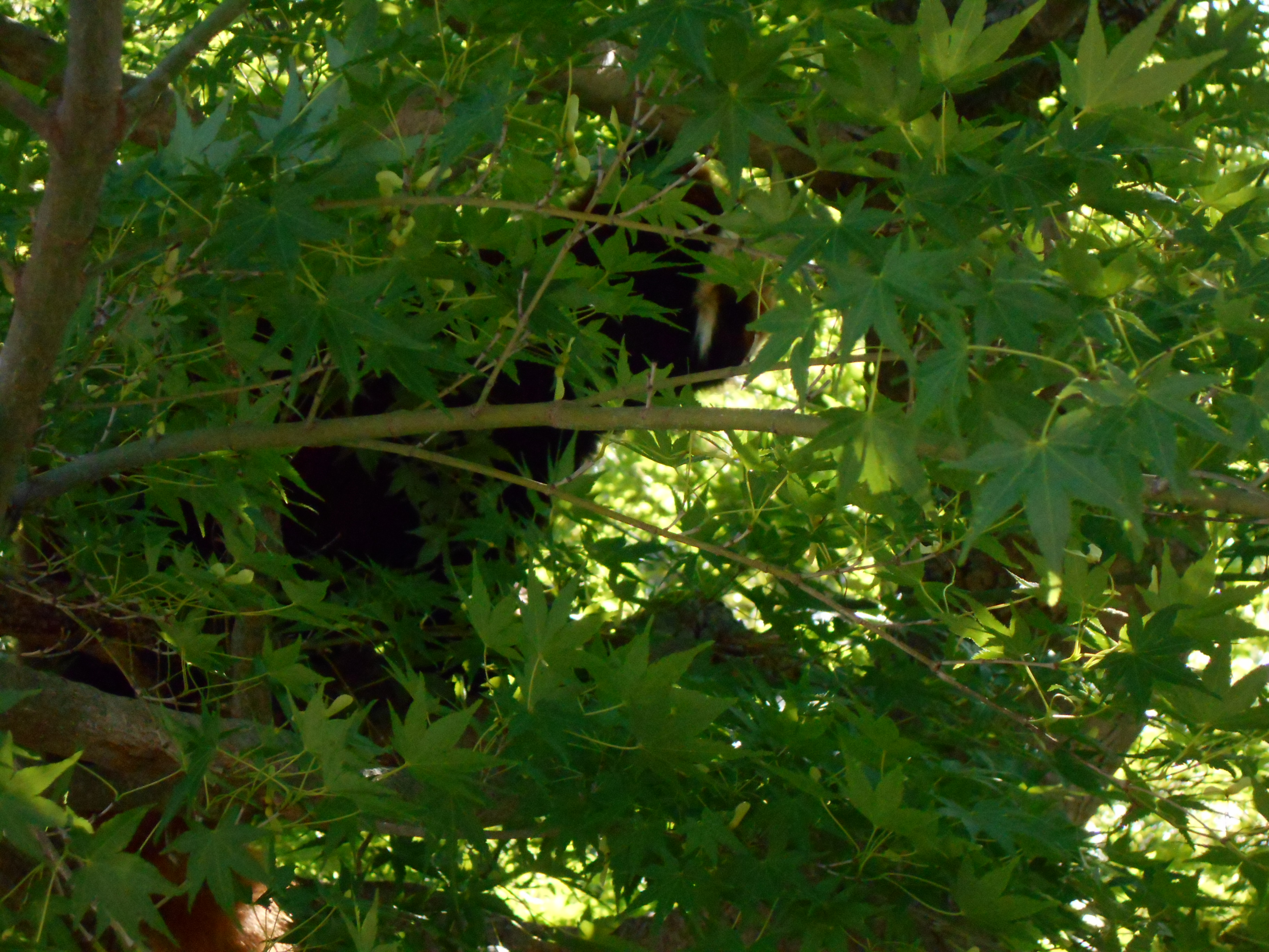 隠れているレッサーパンダの写真