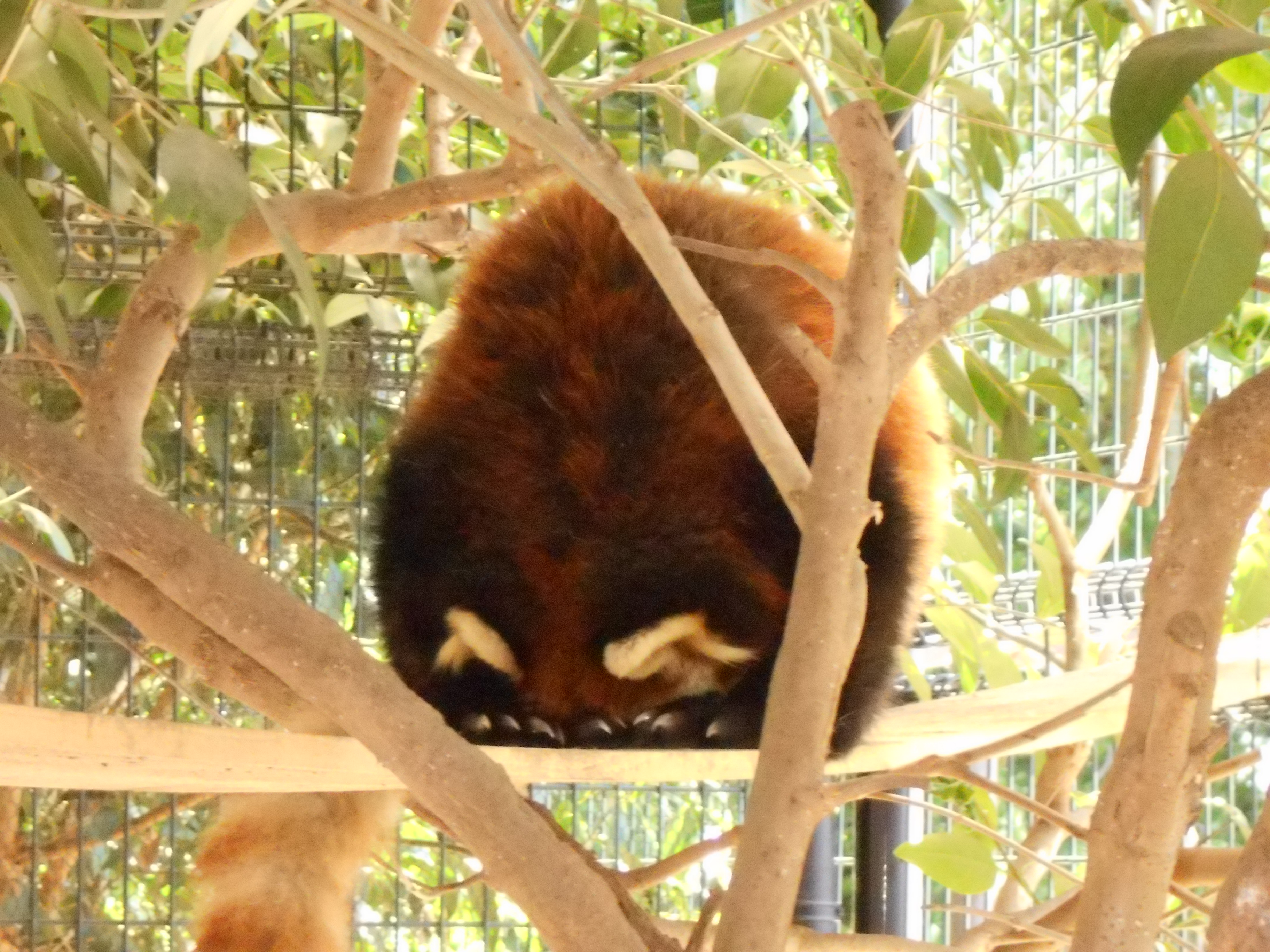 丸まっているレッサーパンダの写真