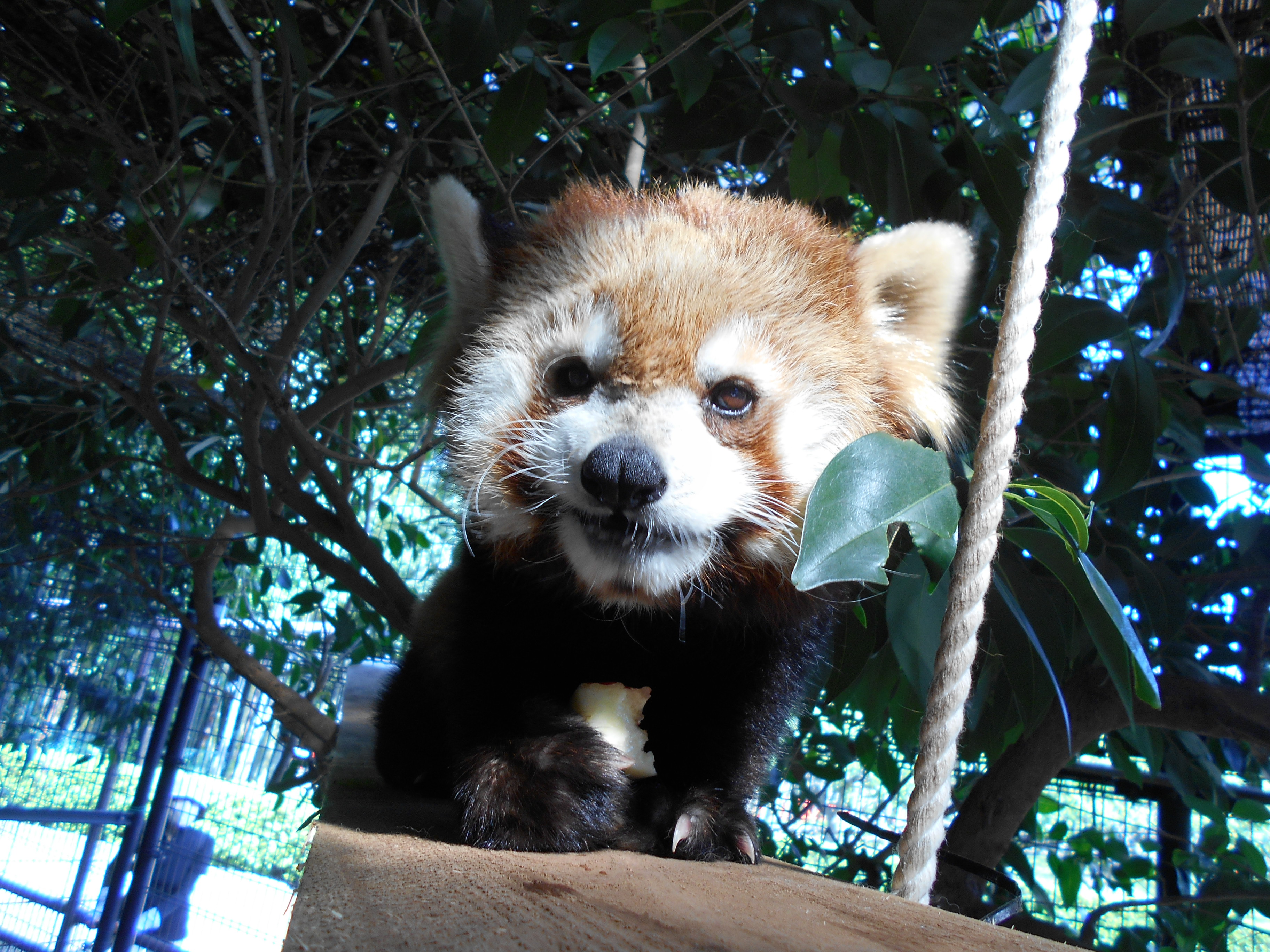 リンゴを食べるレッサーパンダの写真