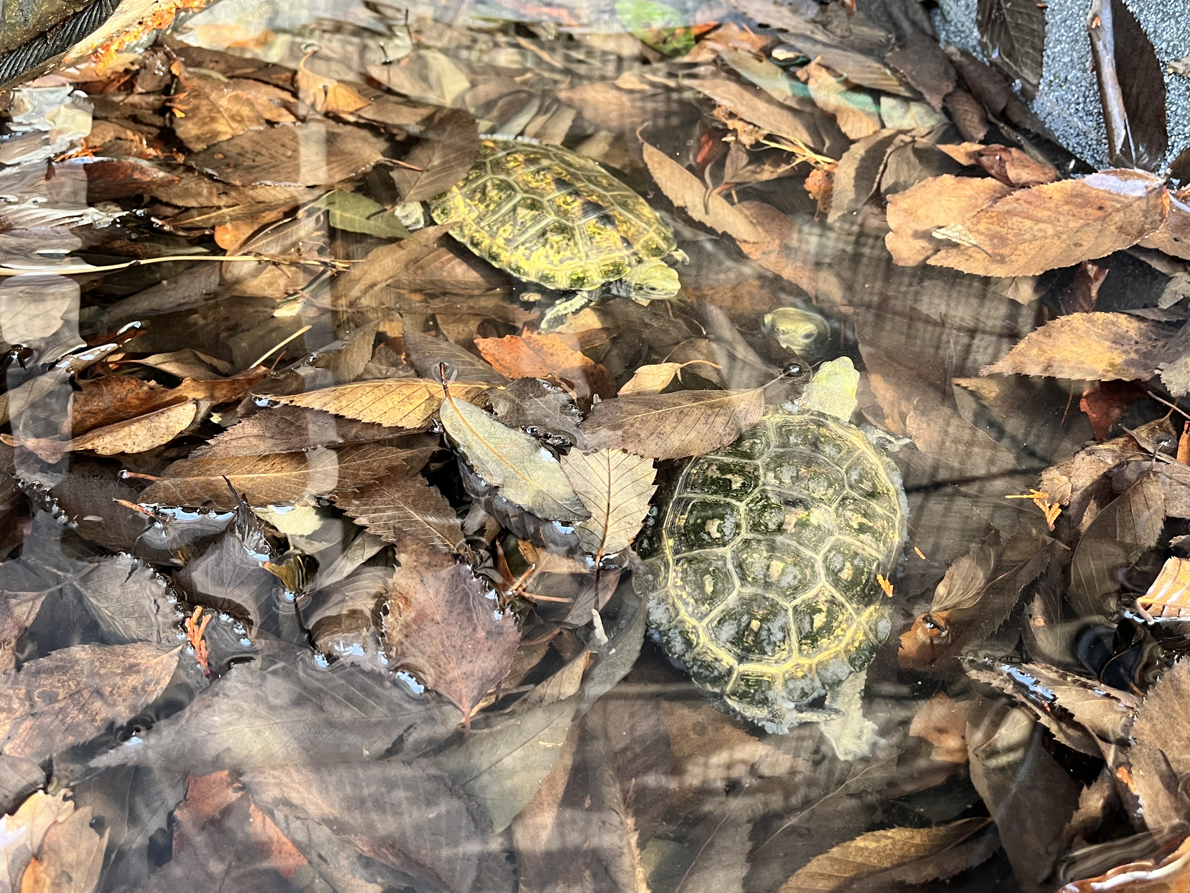 画像：ニホンイシガメの写真