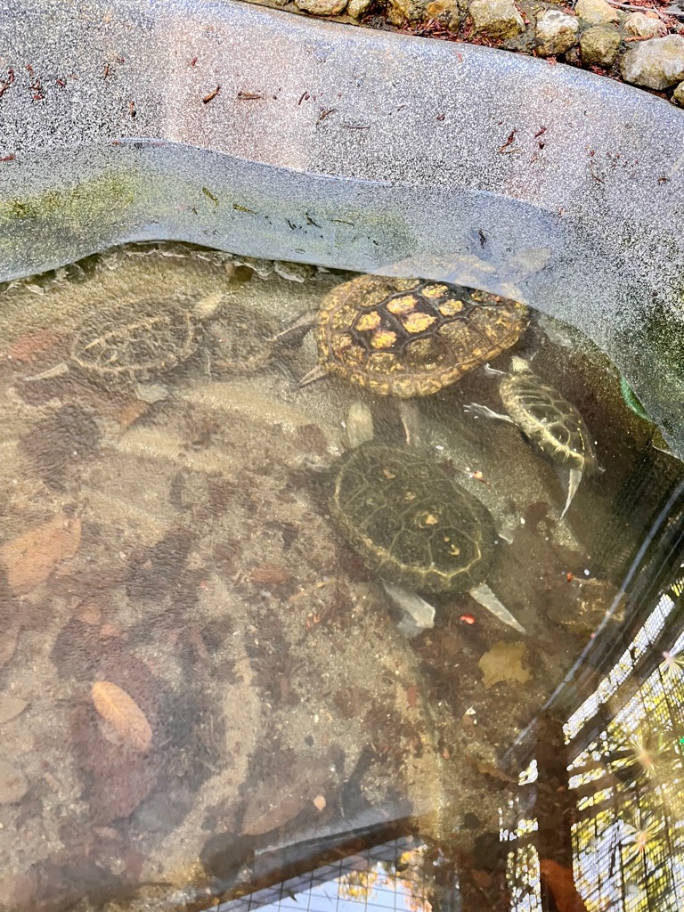 画像：水中にいるニホンイシガメの写真