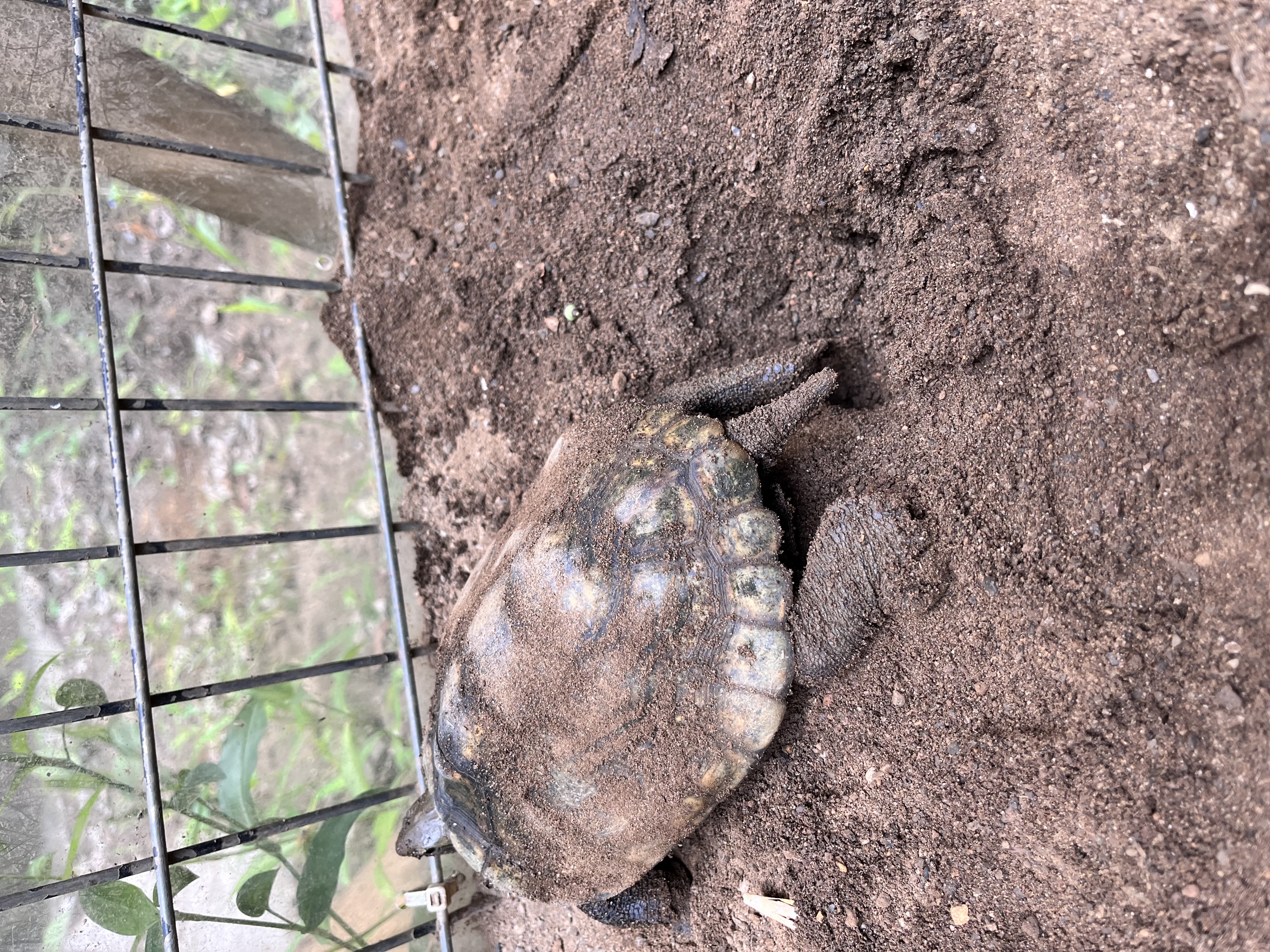 画像：産んだ卵を土で埋めるニホンイシガメの写真