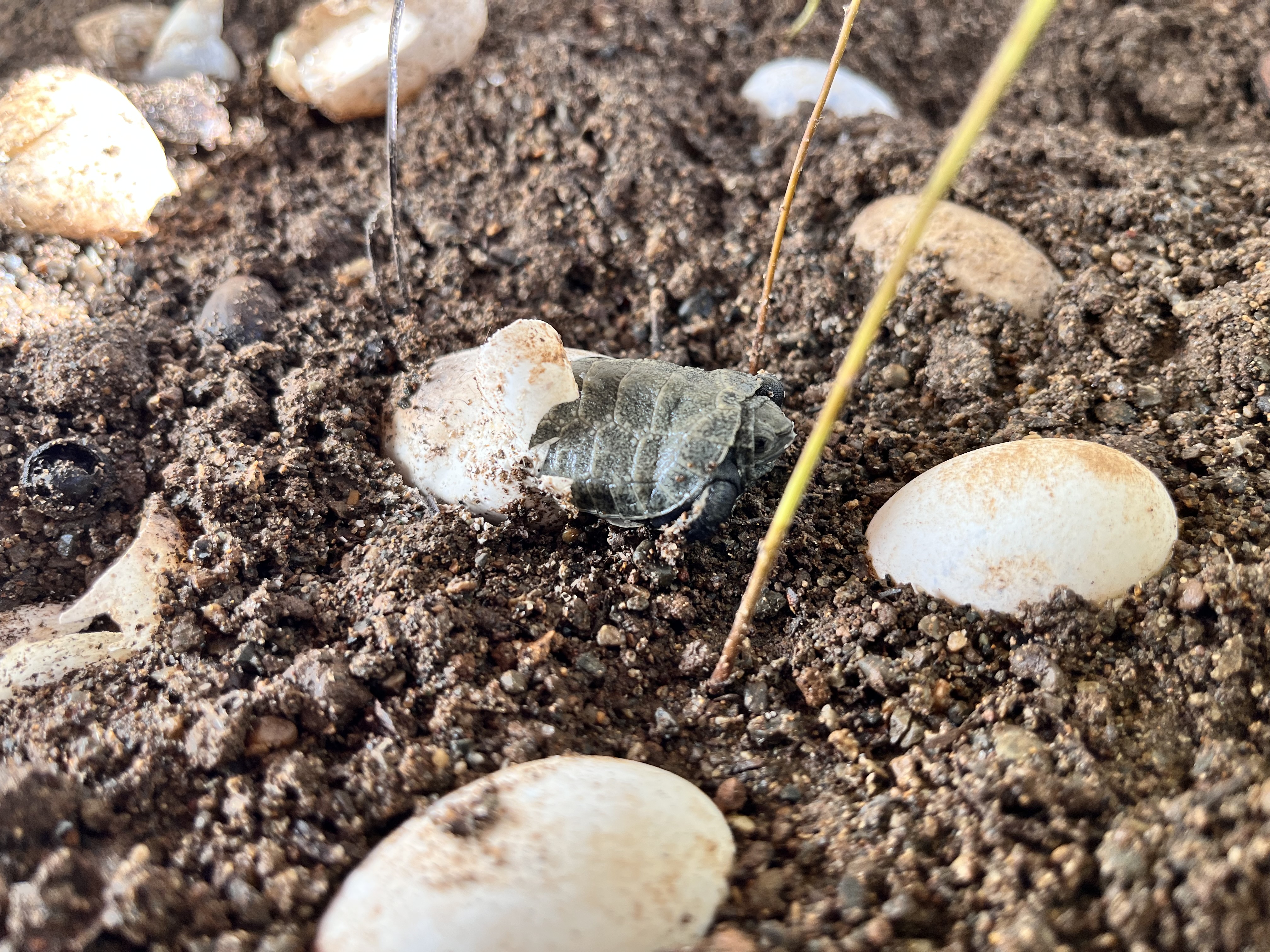 画像：ニホンイシガメの赤ちゃんの写真