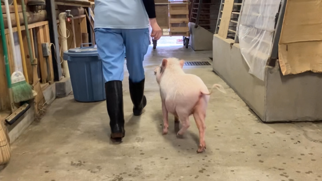 部屋に戻るブタの写真