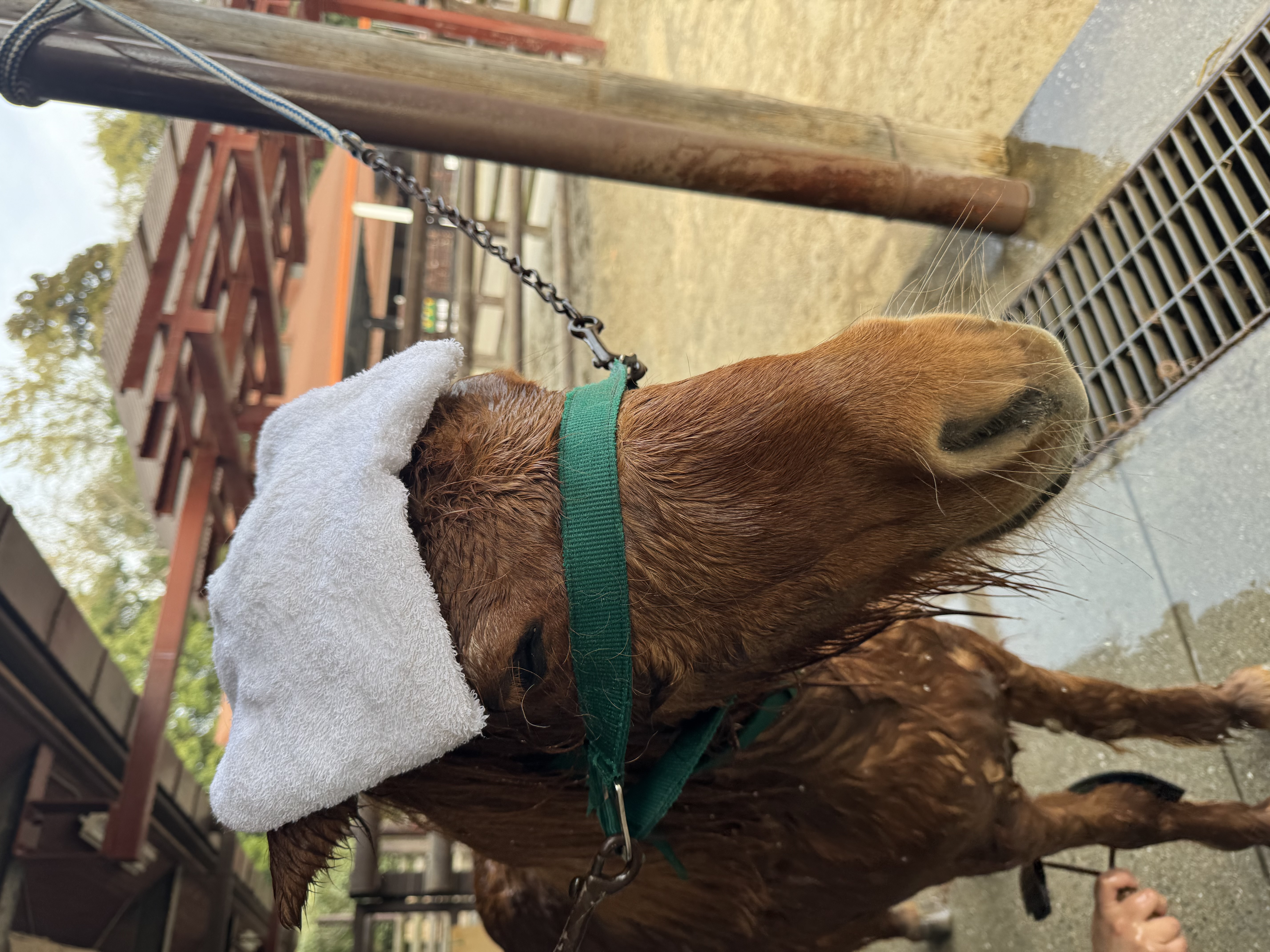 画像：体洗い中のポニーに写真