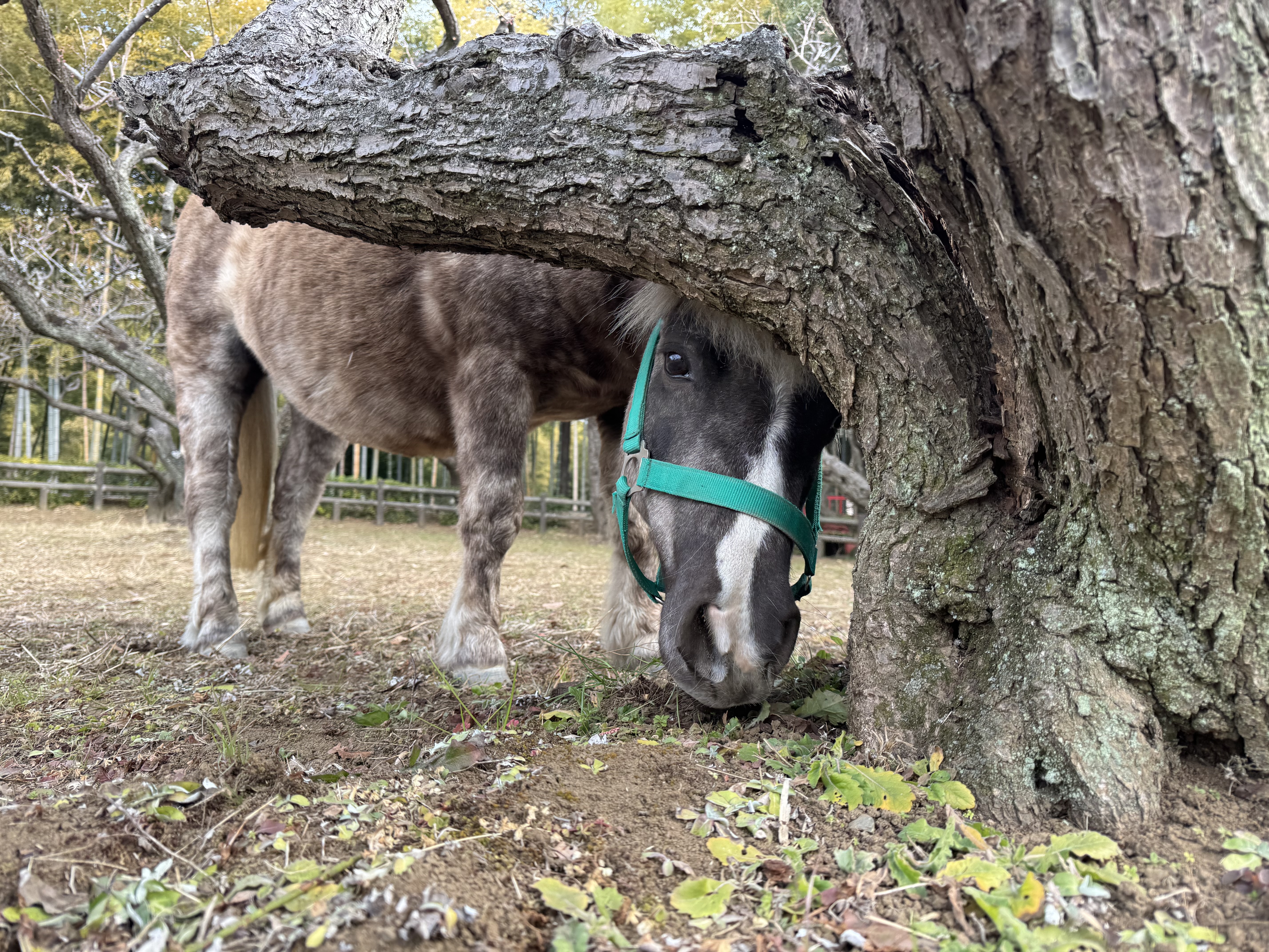 画像：木の後ろに隠れているポニーの写真