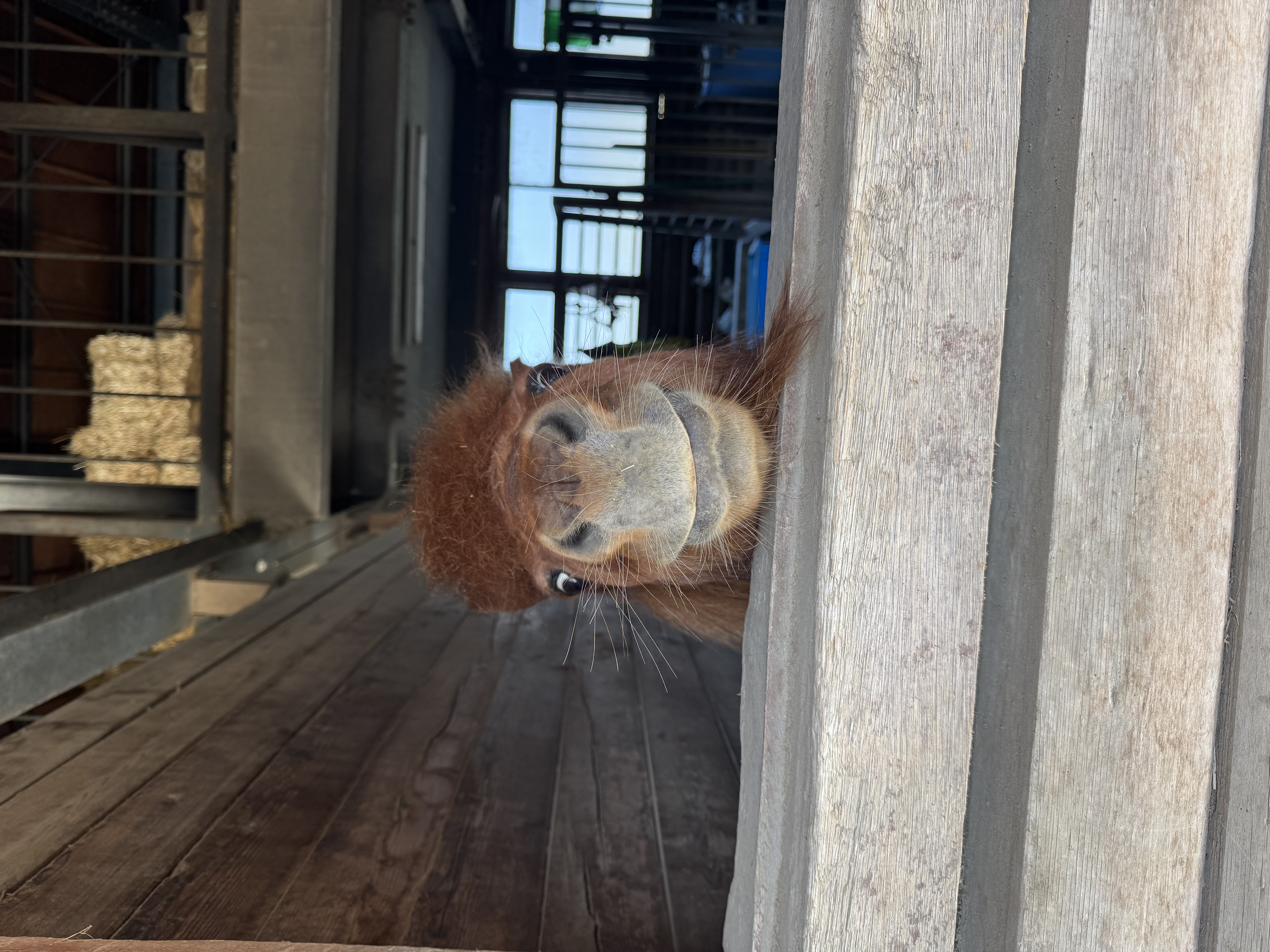 画像：舎内から顔を覗かせているポニーの写真