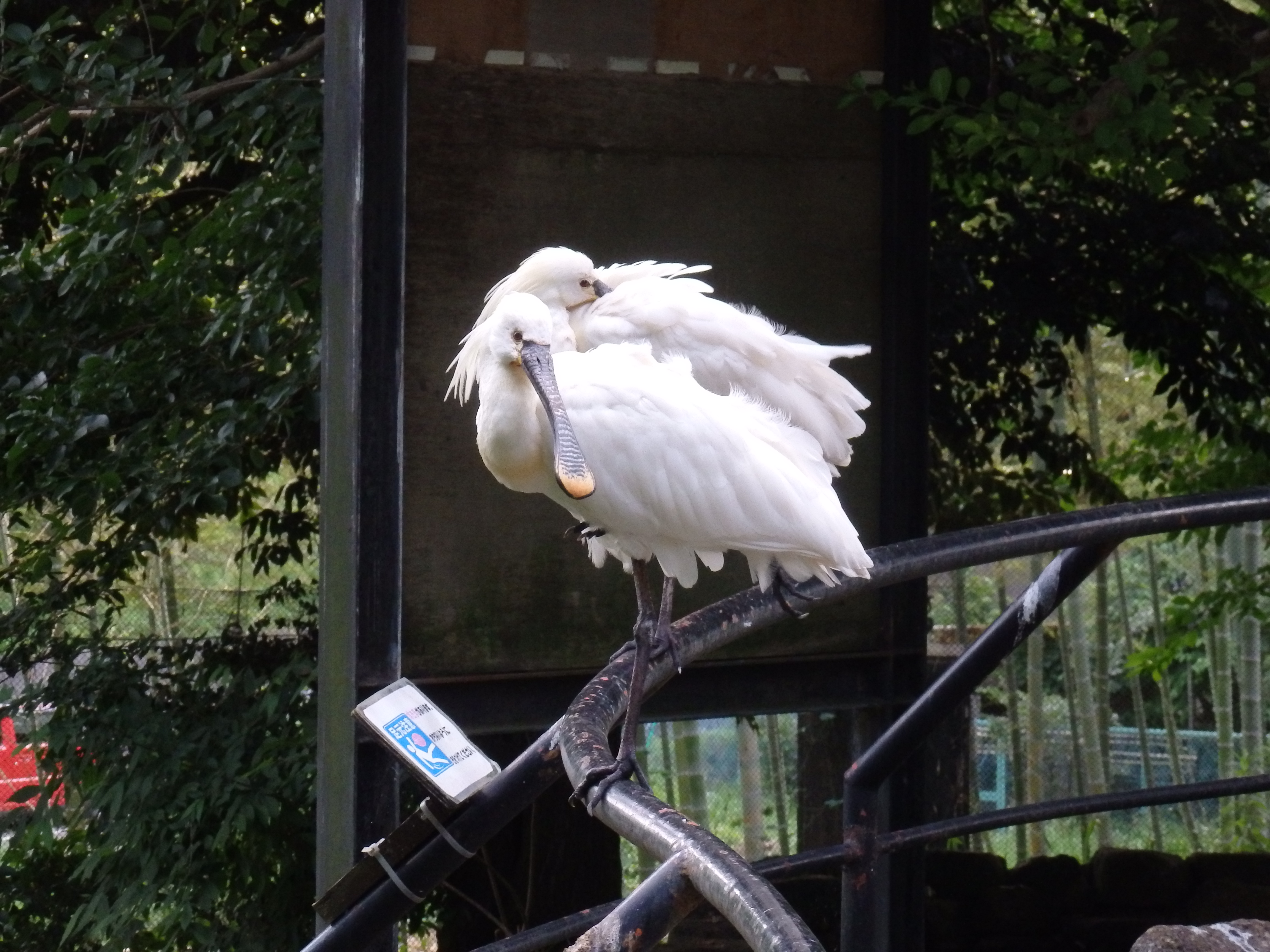 手すりに留まっているヘラサギの画像