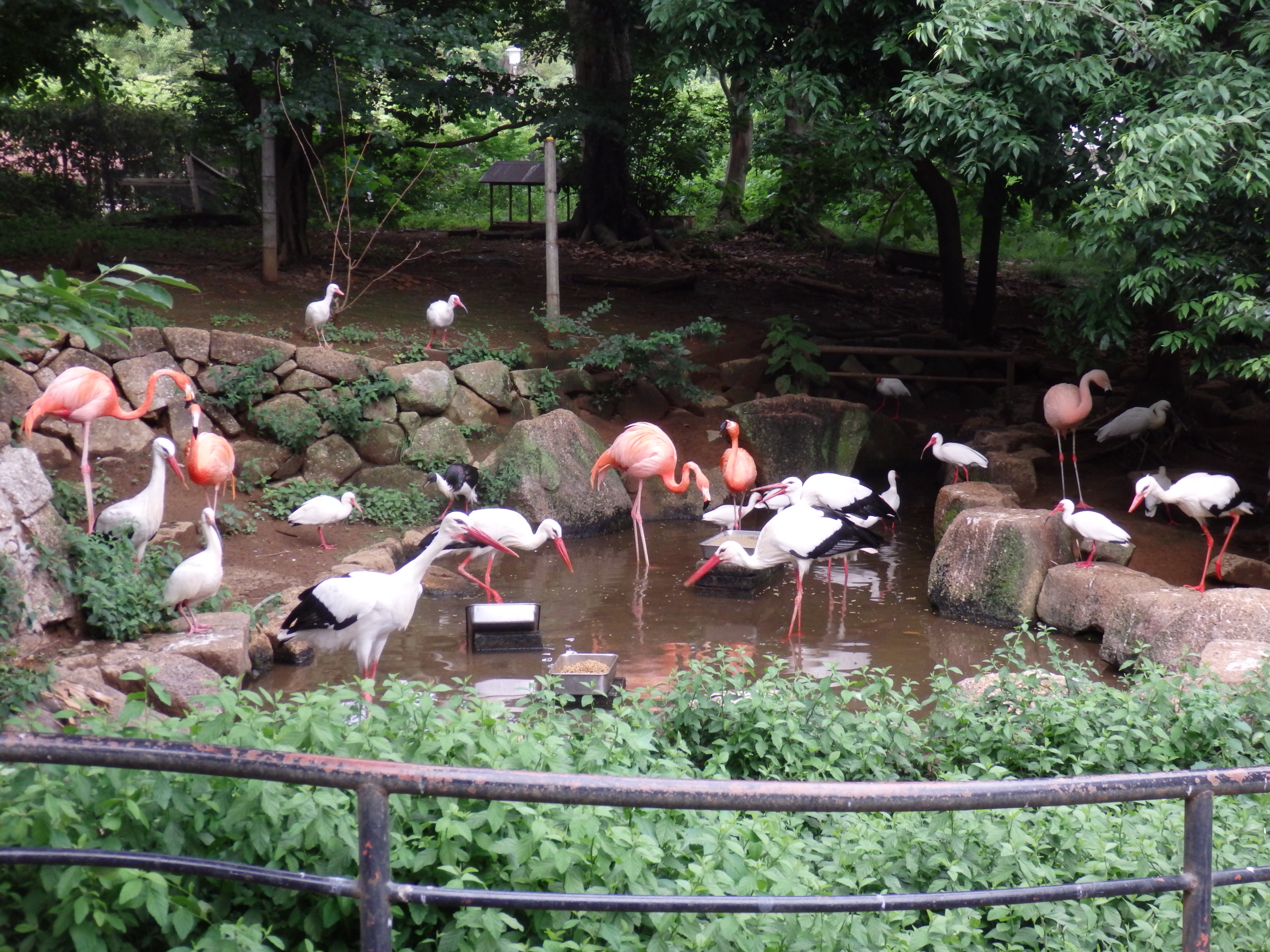 フライングケージのトリたちの画像