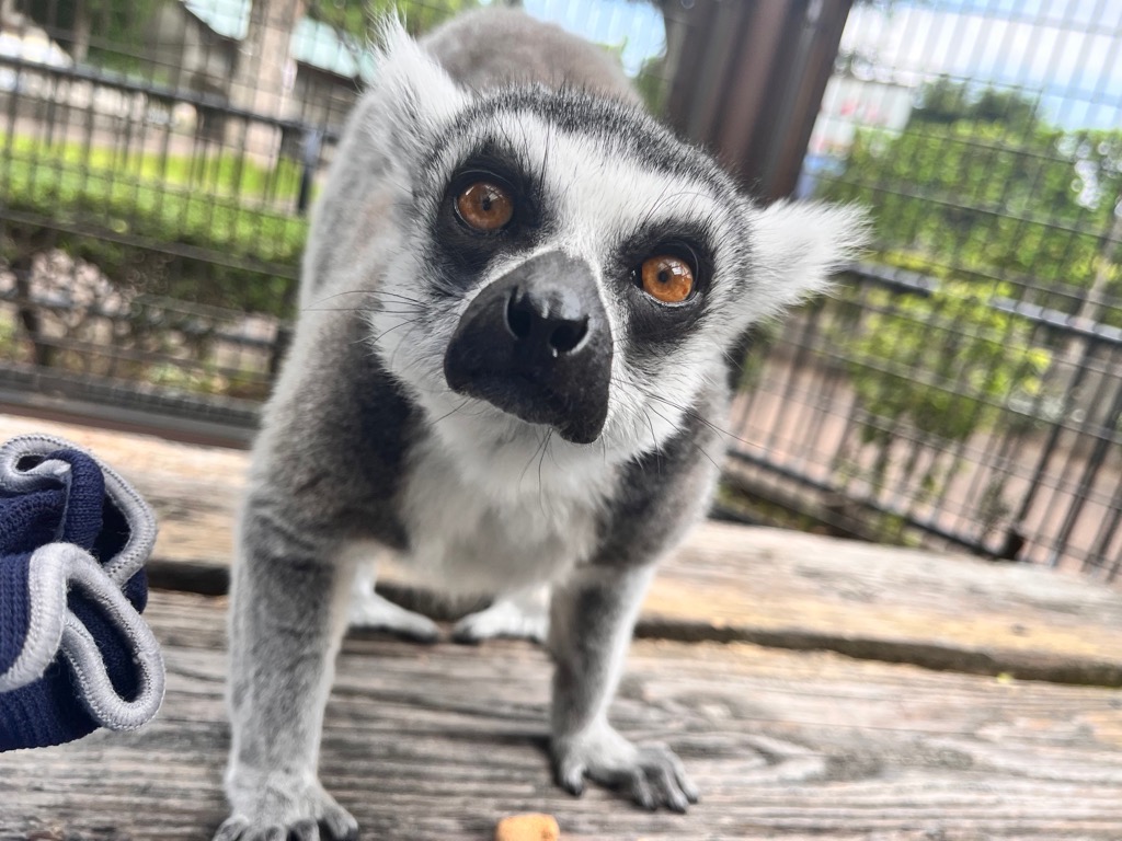 写真：ワオキツネザルオージロウの画像