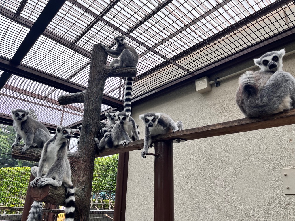 写真：ワオキツネザル全体の画像