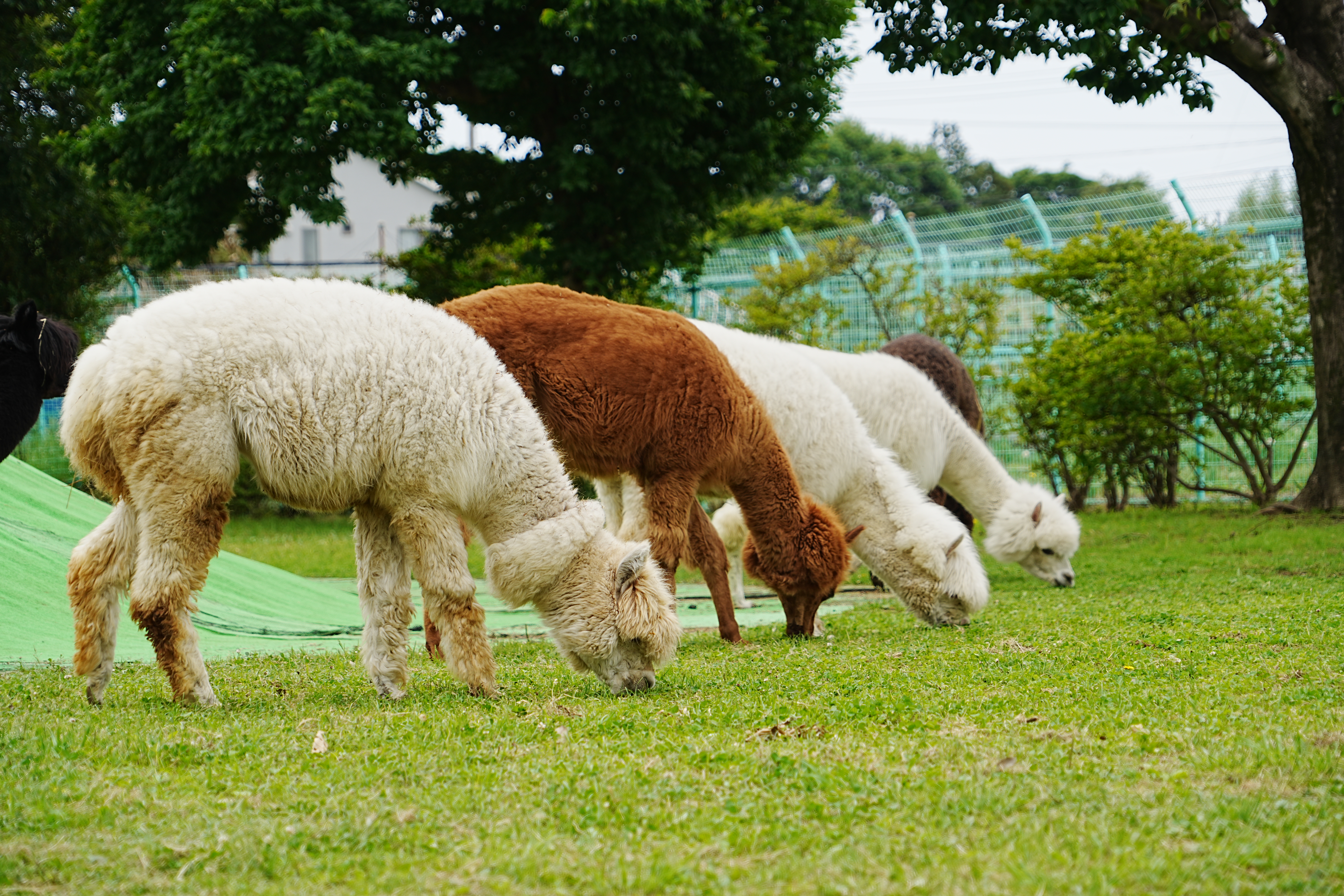 写真：モフモフのアルパカたち