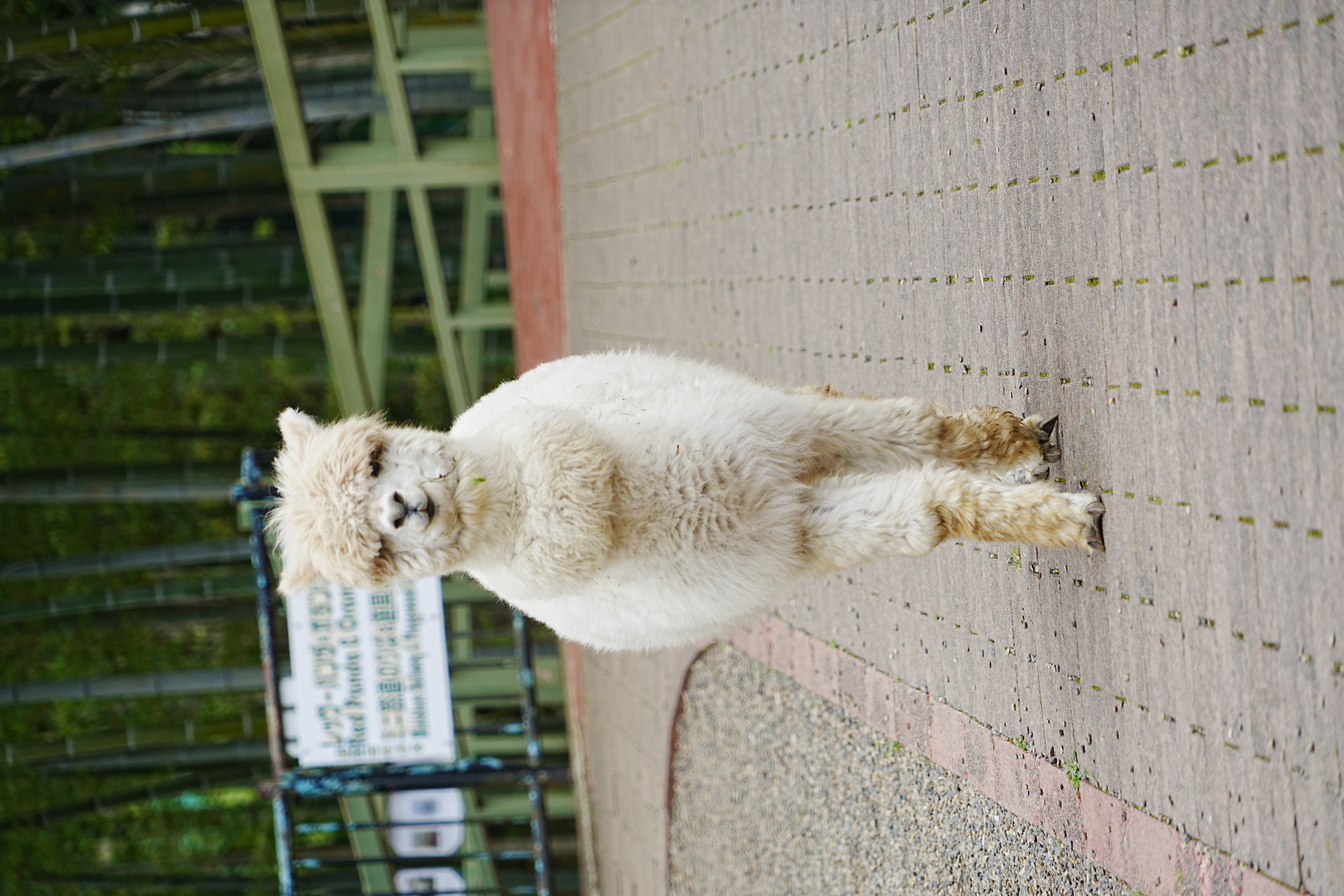 写真：アルパカのマッシュ