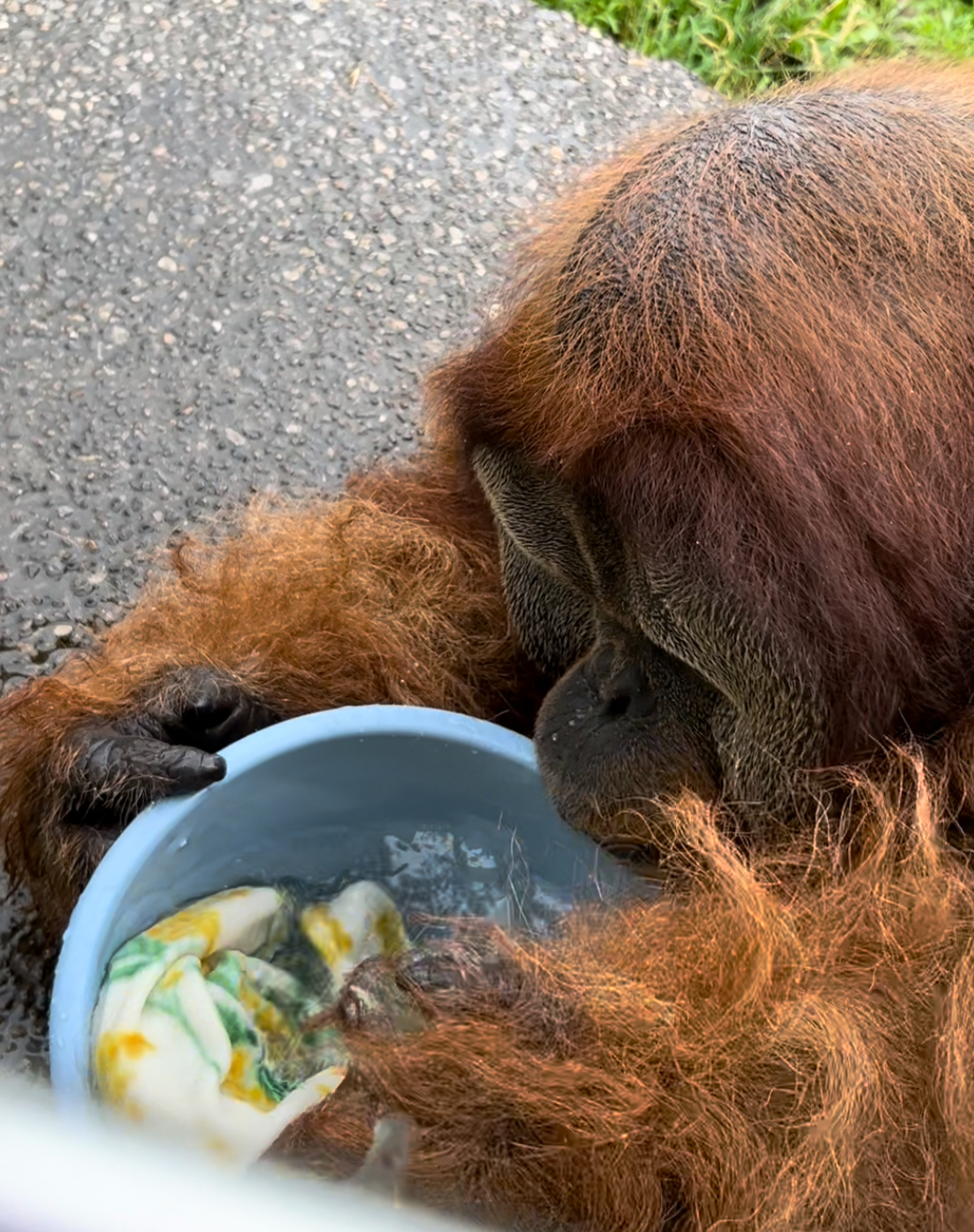 画像：バケツで遊ぶオランウータンの写真