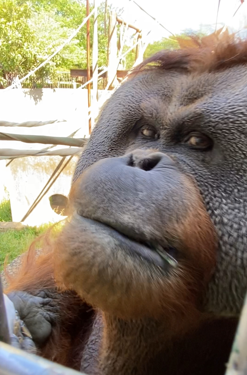 画像：オランウータンのアップの写真