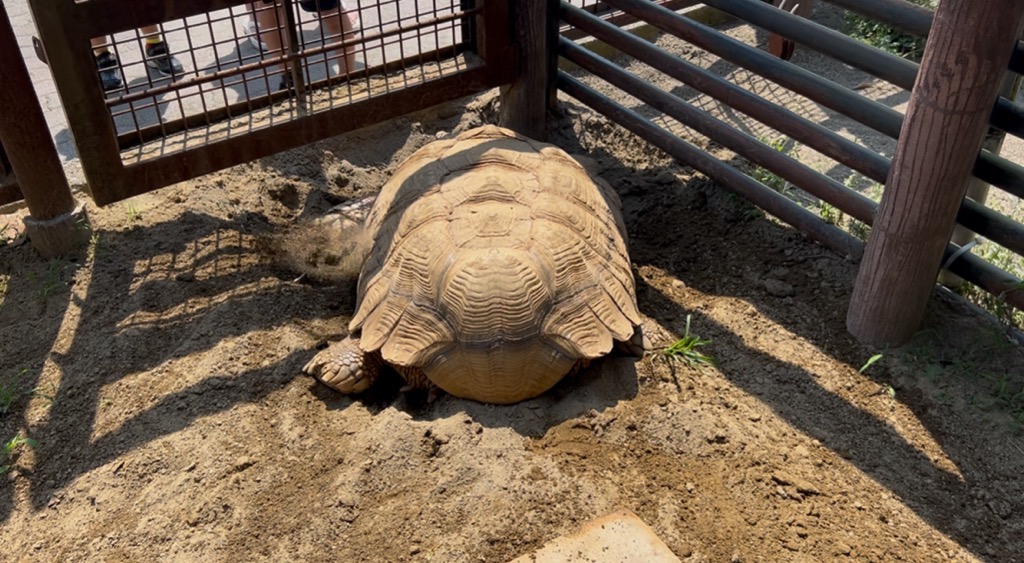 写真：ケヅメリクガメのアンディの画像