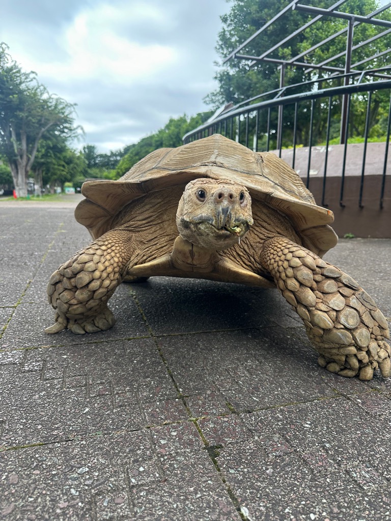 写真：ケヅメリクガメのアンディが歩いている画像